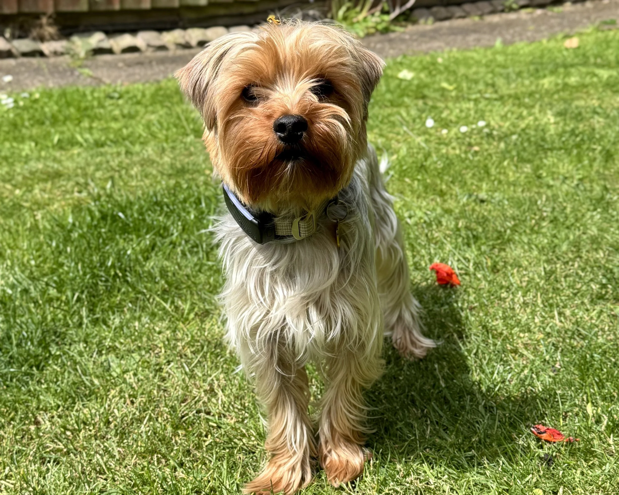A small dog with brown and white fur sitting on green grass in a garden, looking directly at the camera.