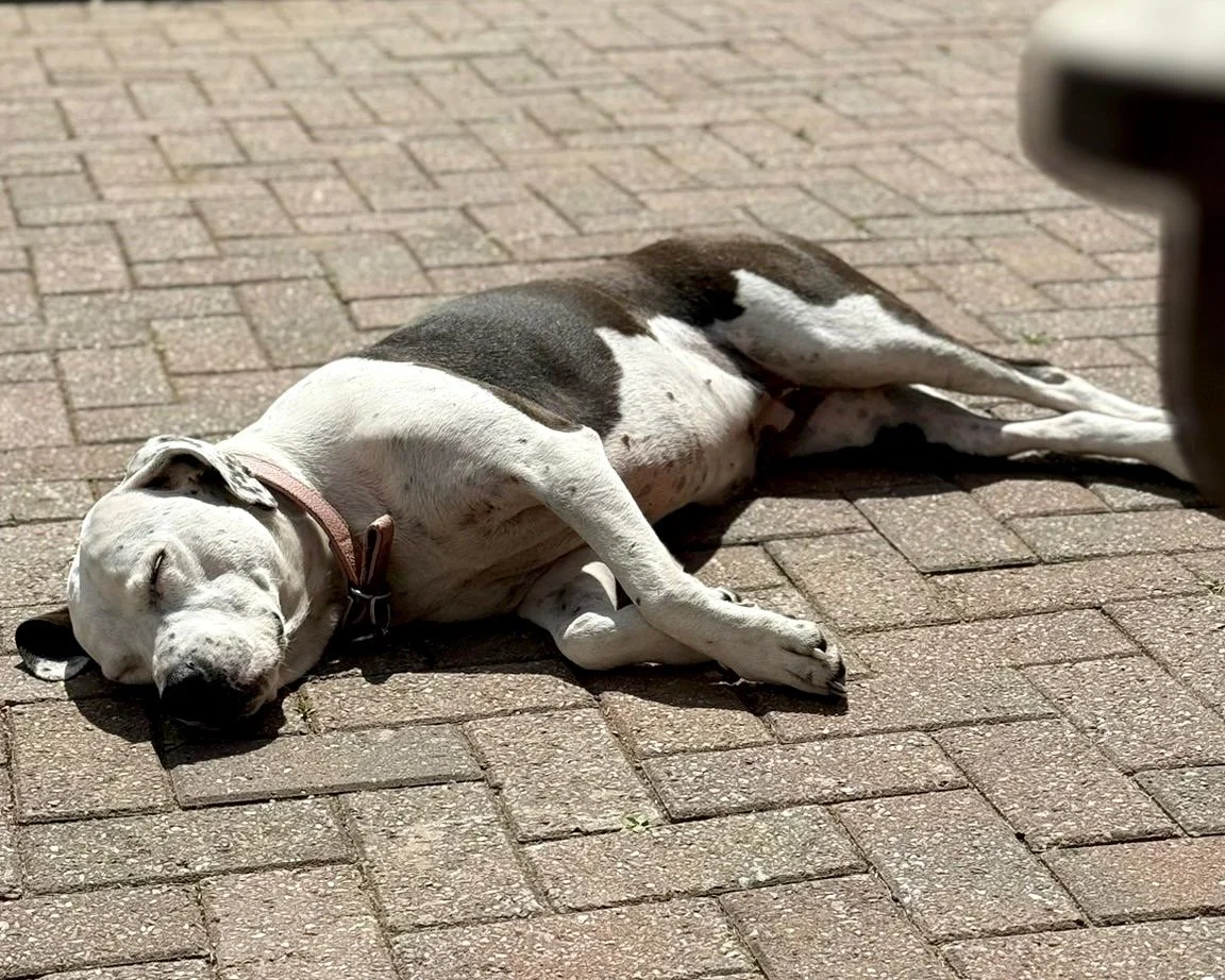 A dog lying on its side on a brick sidewalk, sleeping in the sun.
