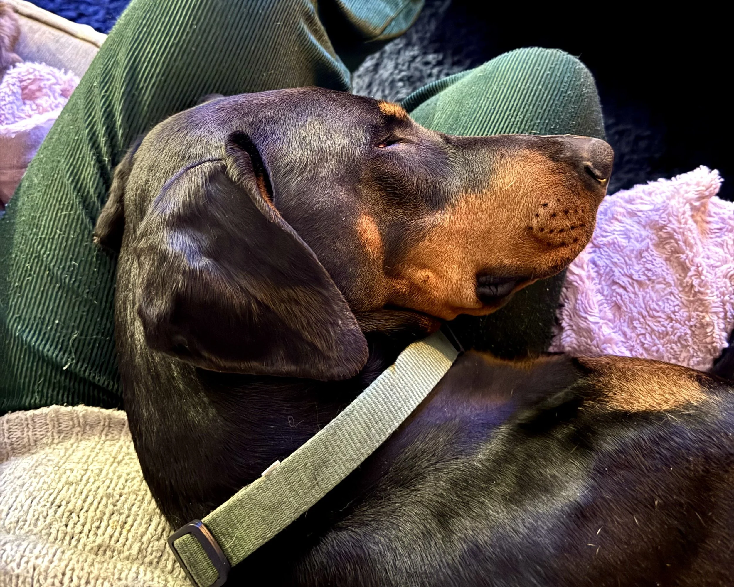 A sleeping black and tan Doberman dog with a collar, resting on a person's lap on a cozy, multicolored blanket.