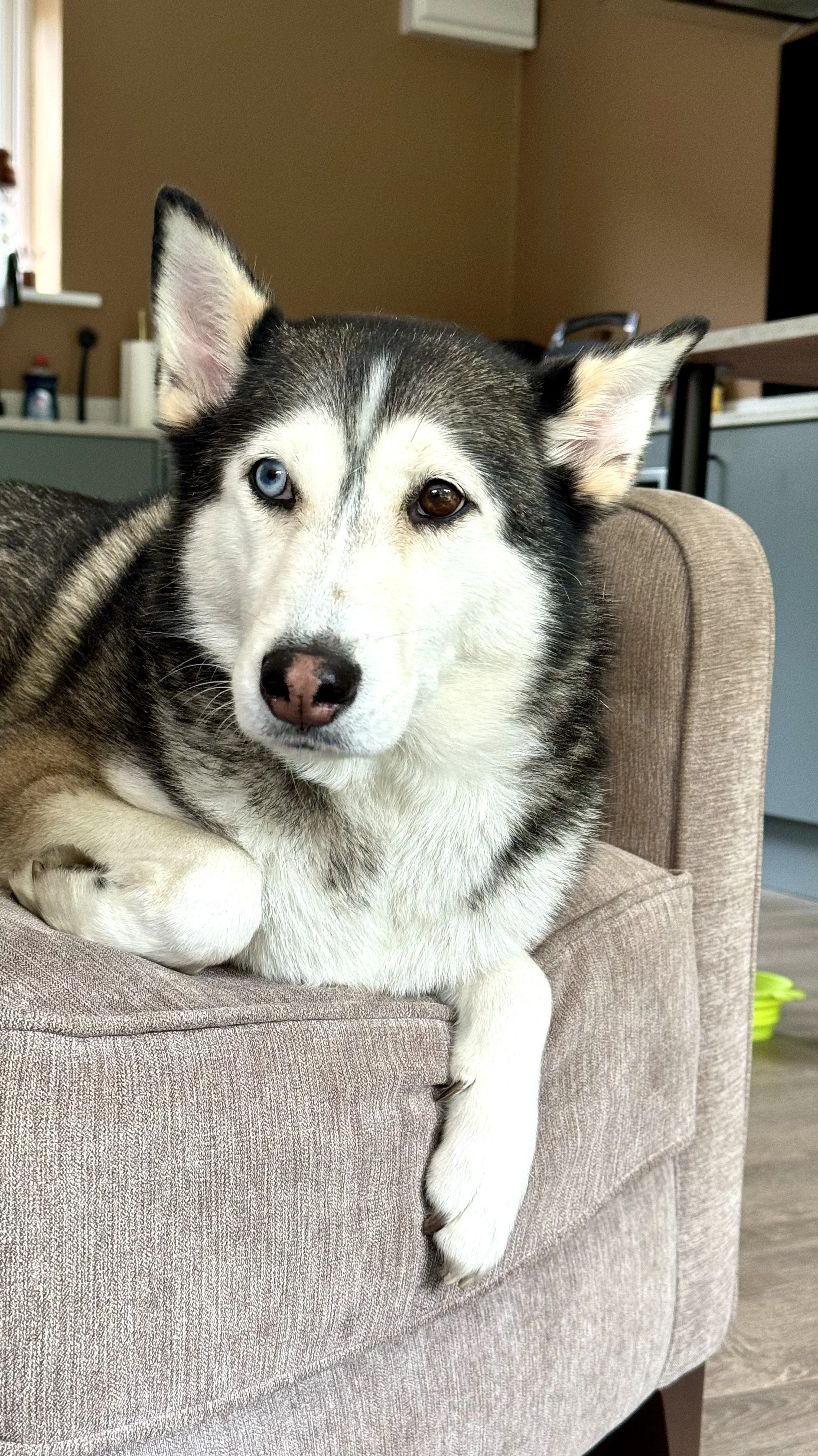 A Siberian Husky dog with one blue eye and one brown eye, lying on a beige couch.
