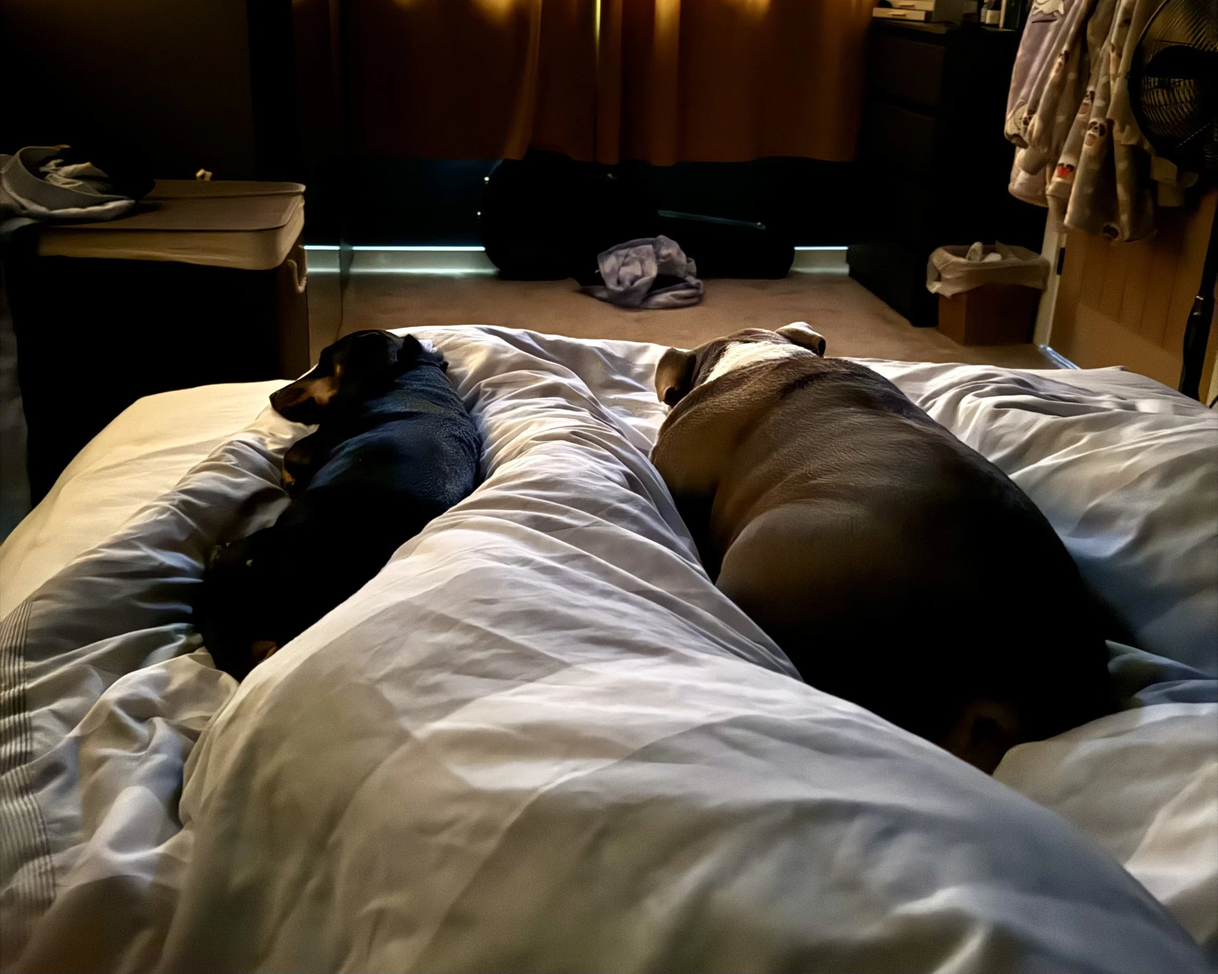 Two dogs lying on a bed, one black and tan and the other light brown, resting on their sides with eyes closed.