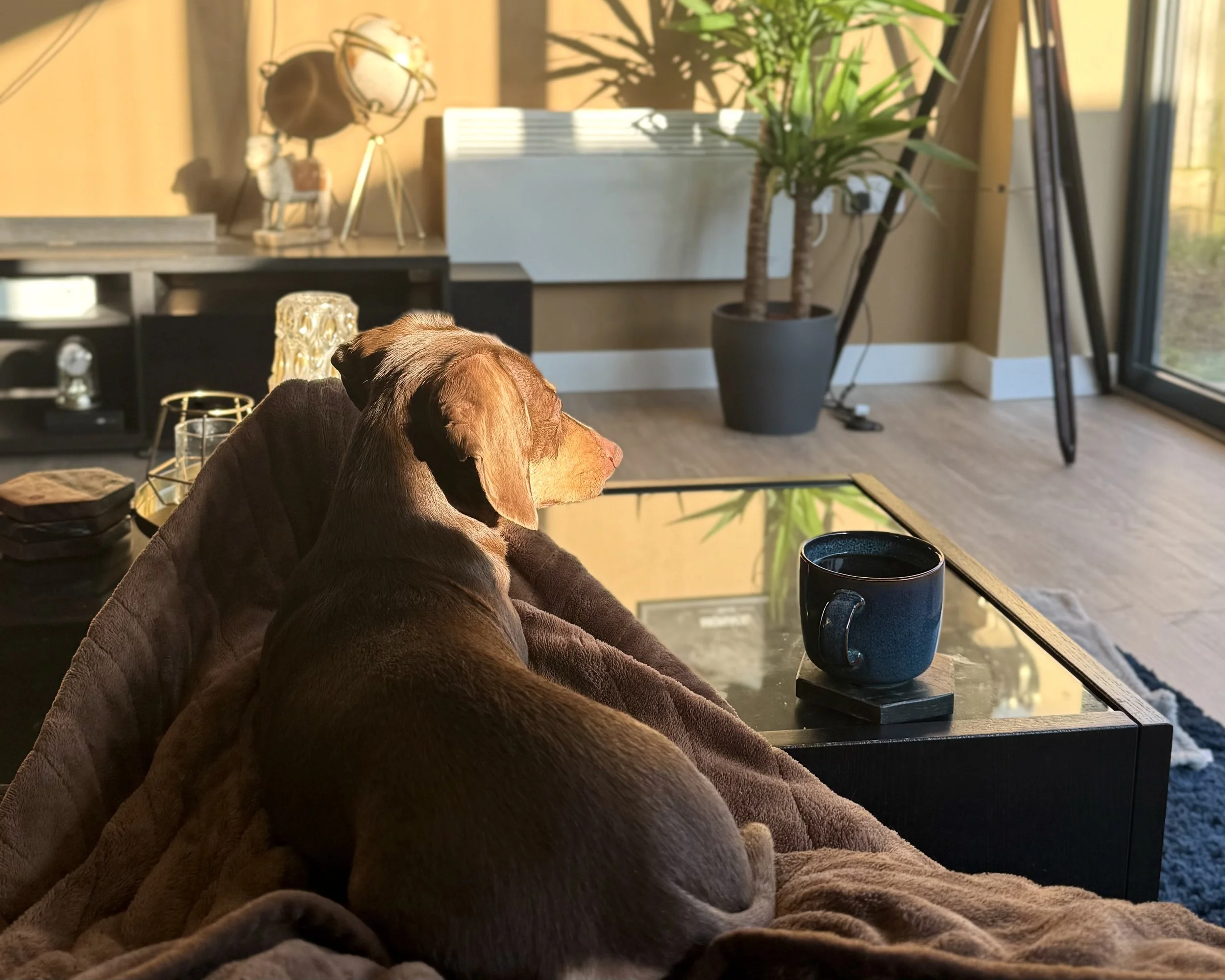 A brown dog sitting on a brown blanket on a sofa, gazing out a glass door onto a sunny outdoor scene. There is a black coffee mug on a nearby coffee table, and a potted plant and various decorative items in the background.