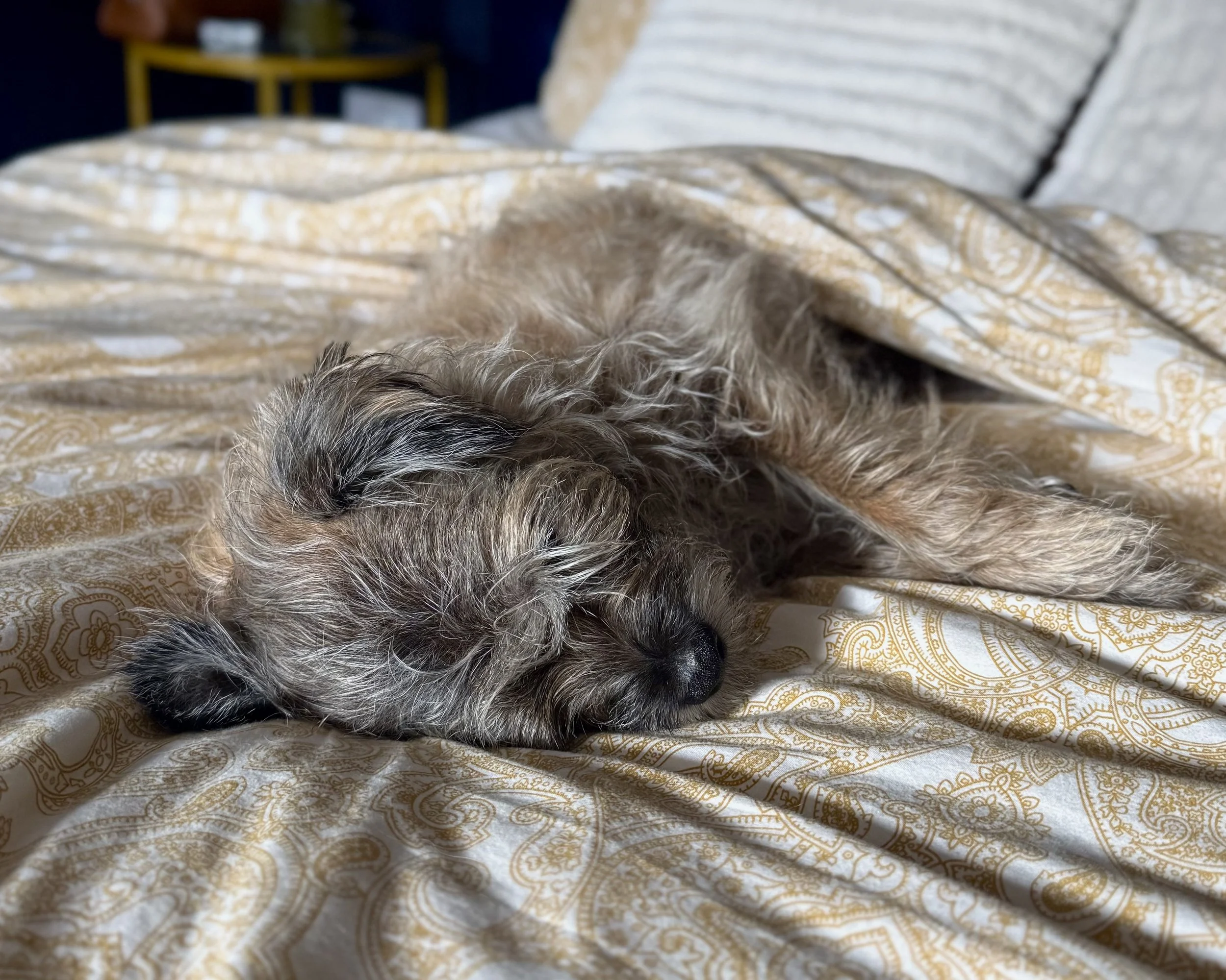 A small, fluffy dog with tan and gray fur sleeping on a patterned bedspread.