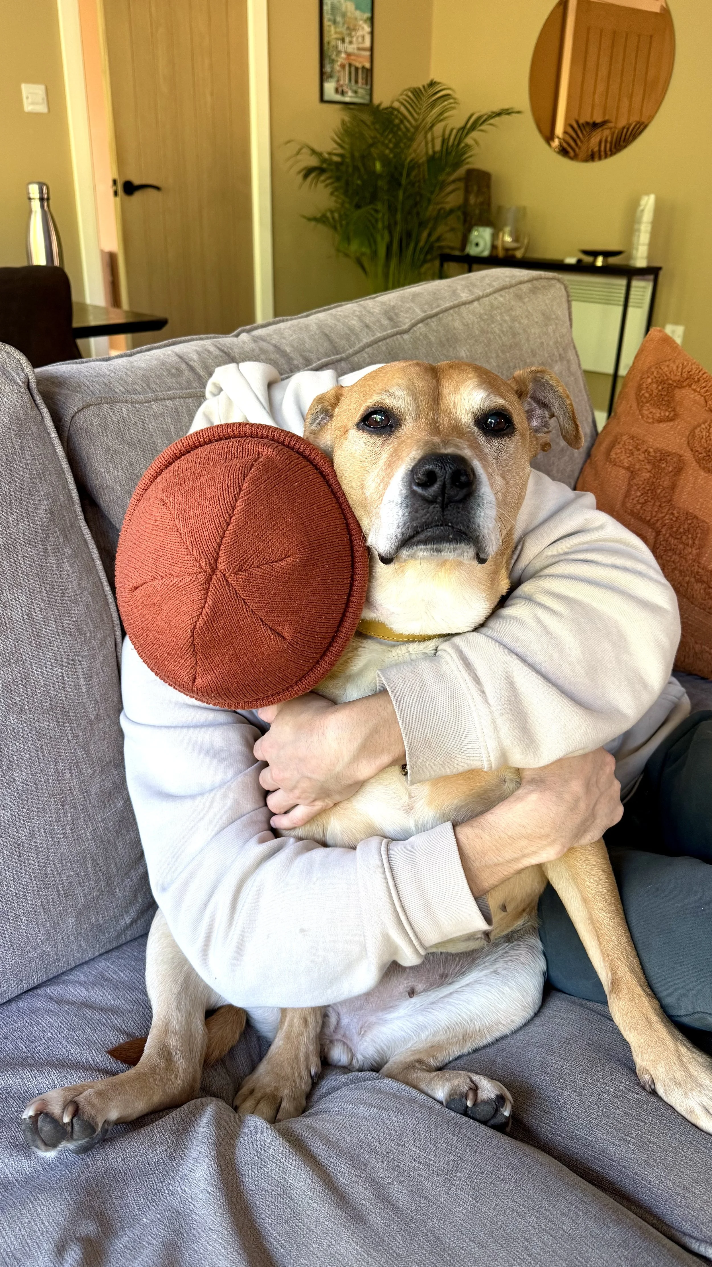 Person hugging a tan and white dog sitting on a gray couch in a living room, holding a red circular pillow.
