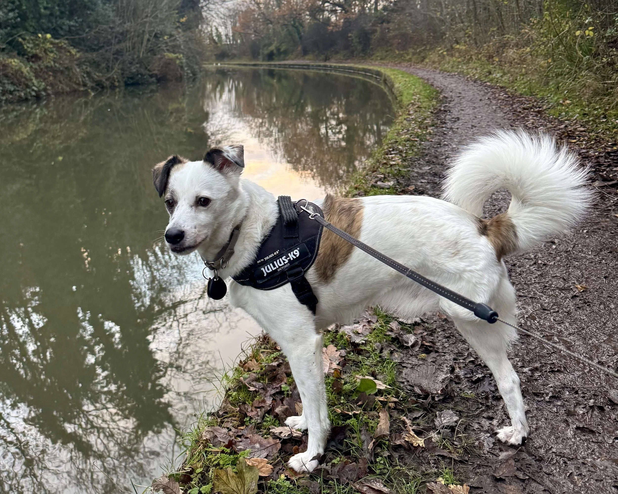 A small white dog with brown patches standing on a forest trail beside a calm river, wearing a black harness with a leash, during autumn.