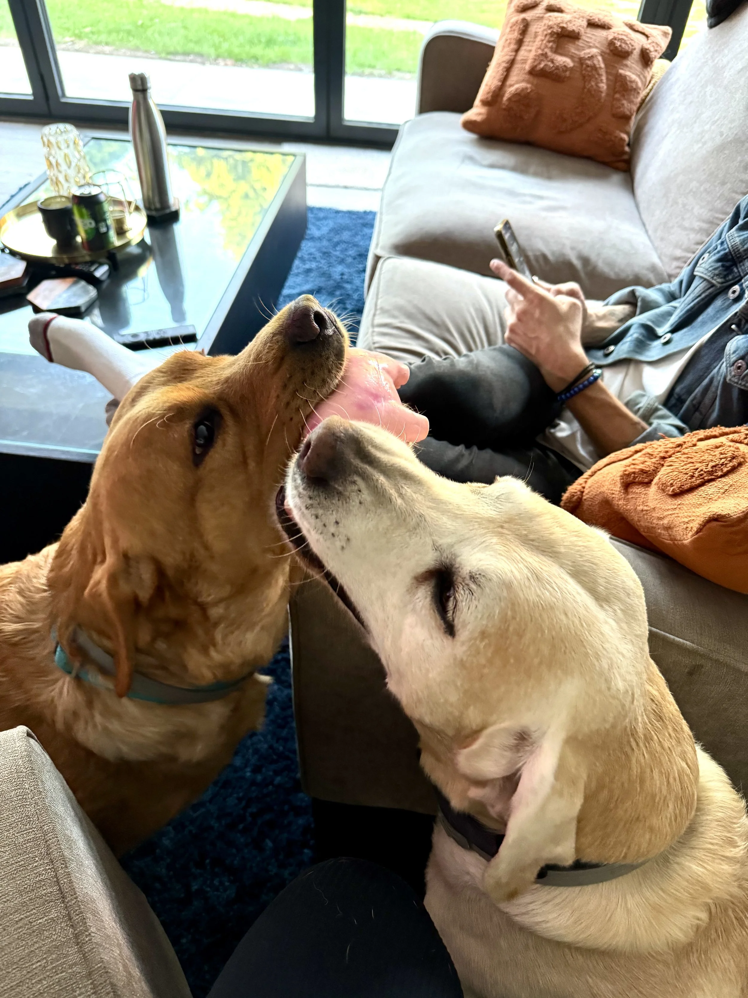 Two dogs are touching noses near a person's lap in a living room, with a person using a phone on a sofa and a glass door showing an outdoor view in the background.
