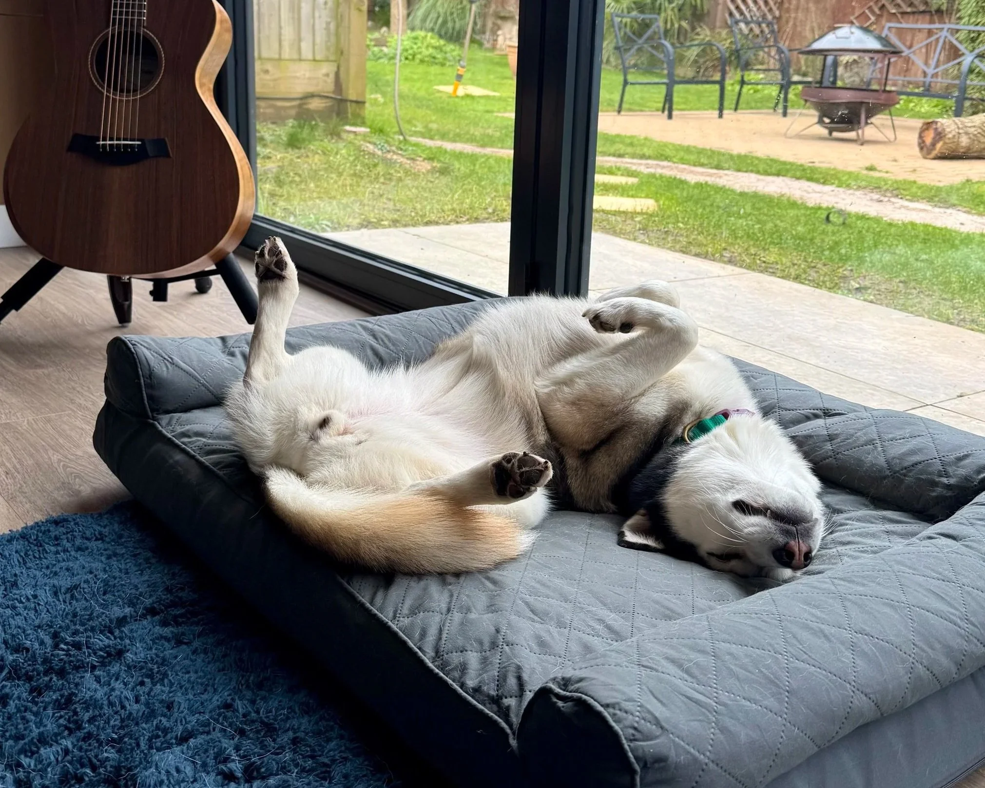 A white and gray dog and a white cat are sleeping on a gray pet bed indoors near a glass door, with a backyard visible outside.