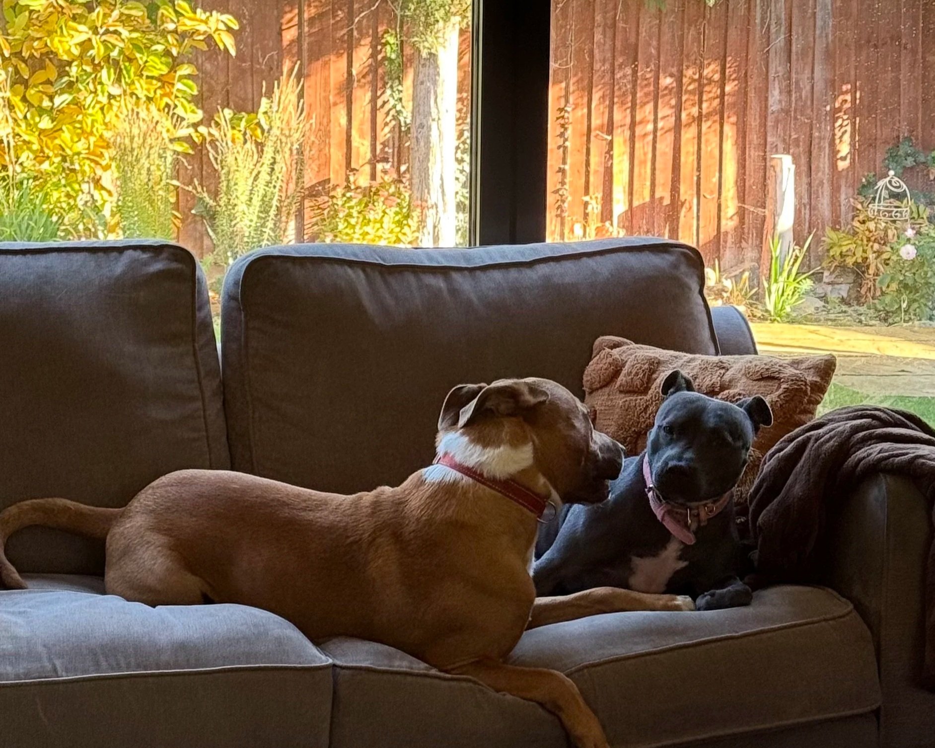 Two dogs sitting on a sofa in a living room with a large window showing a backyard garden.