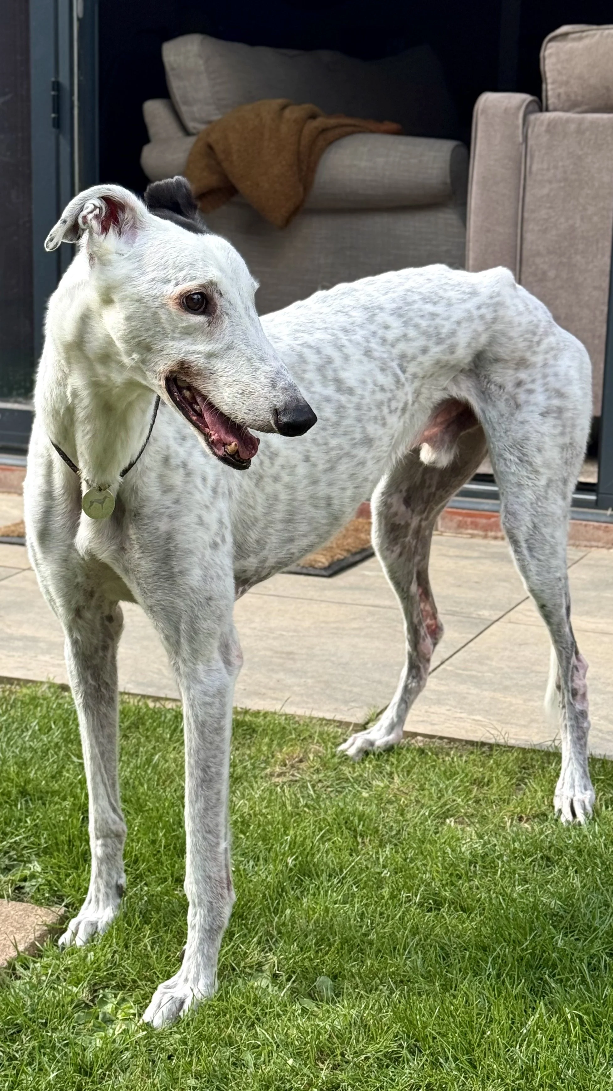 A white and grey speckled Greyhound dog standing on a lawn in front of a door with a woven collar and tag, with a grey couch and a blanket in the background.