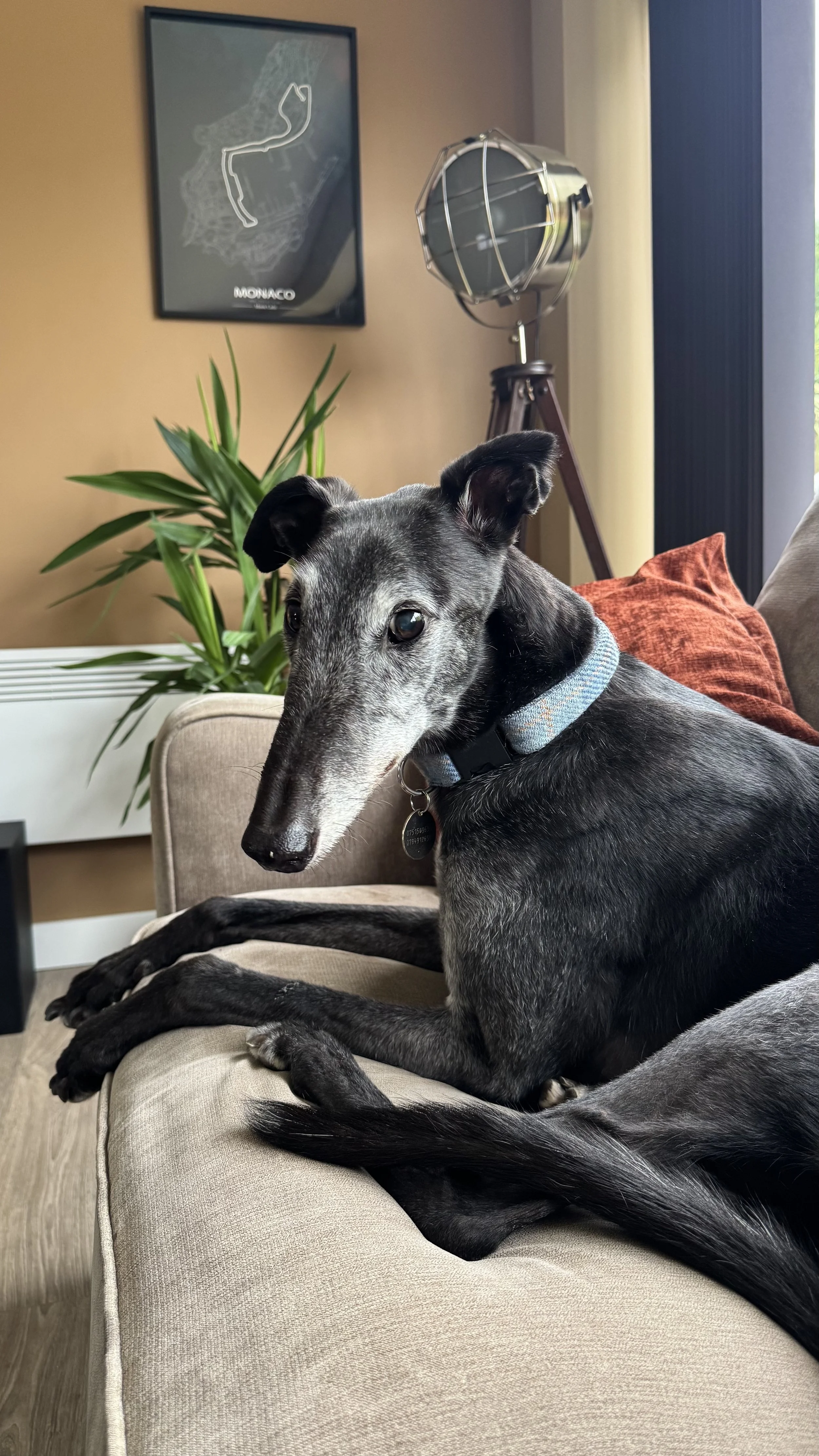 A black and gray dog with a blue collar lying on a beige couch in a living room with a potted plant, a decorative map of Monaco on the wall, and a vintage style tripod lamp.