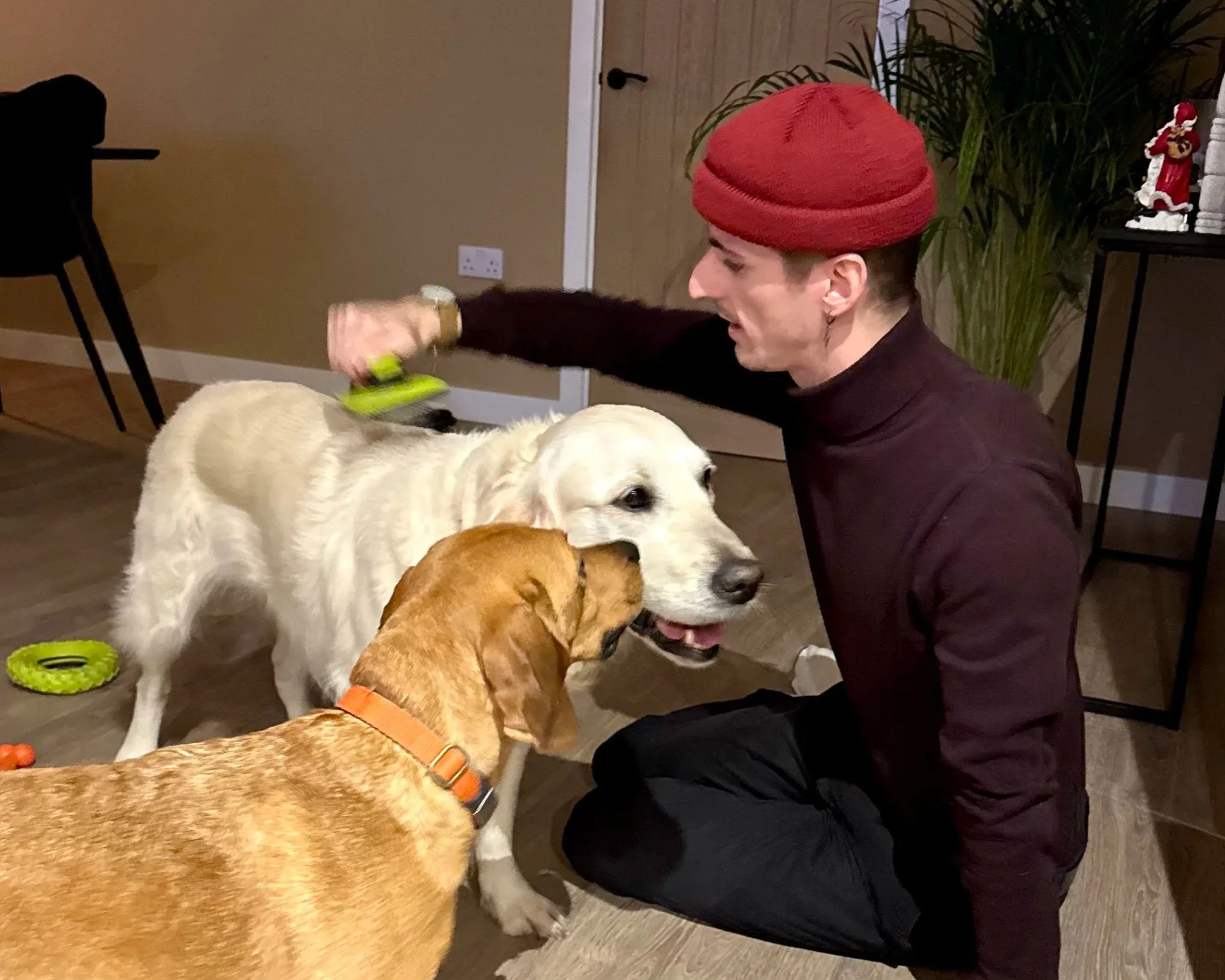 A man wearing a red hat and black turtleneck is kneeling on the floor, brushing a large white dog while two other dogs, a golden retriever and a yellow lab, stand nearby.