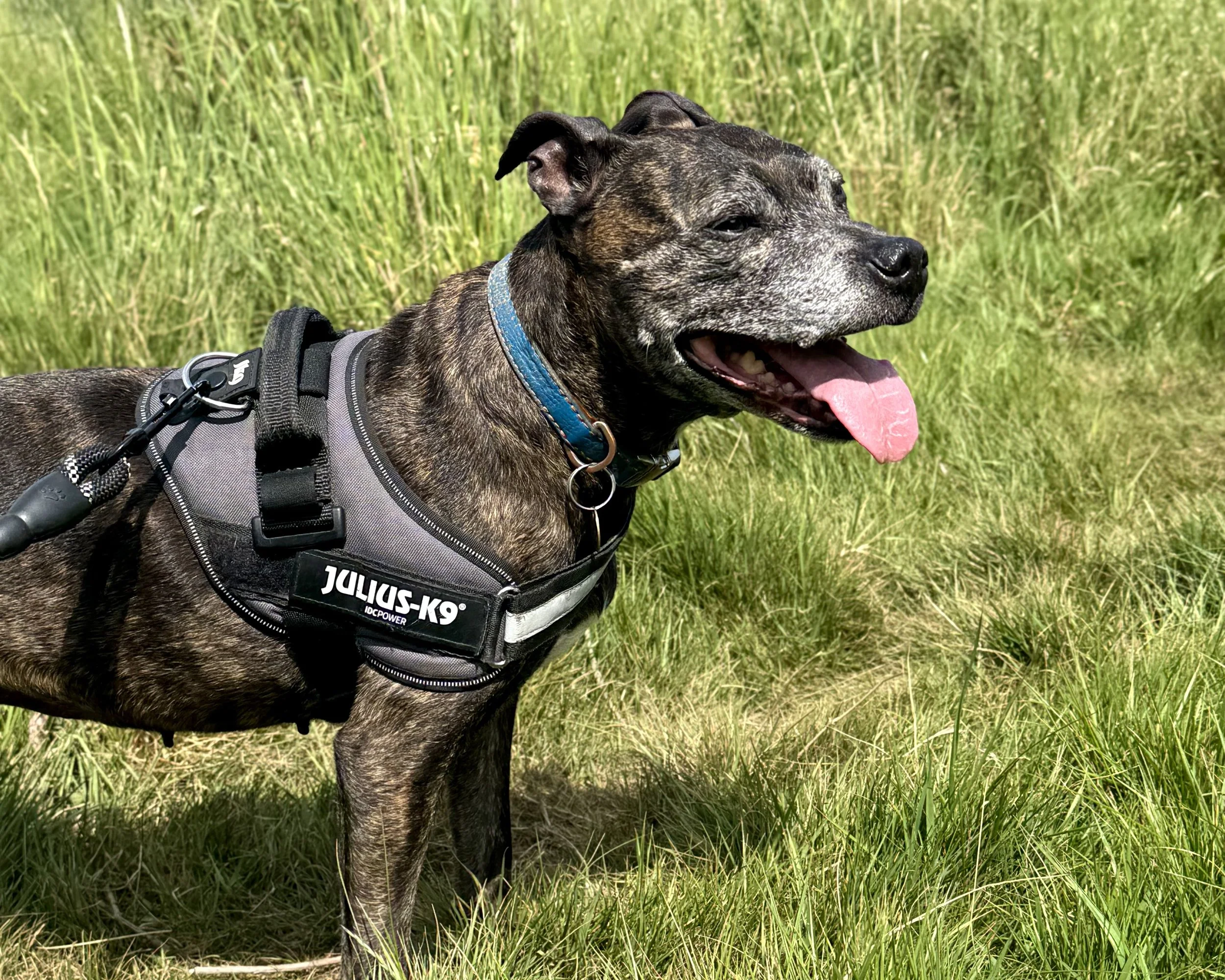 A happy brindle-coated dog with a blue collar and a grey harness labeled 'JULIUS-K9' standing in a grassy field with its tongue out.