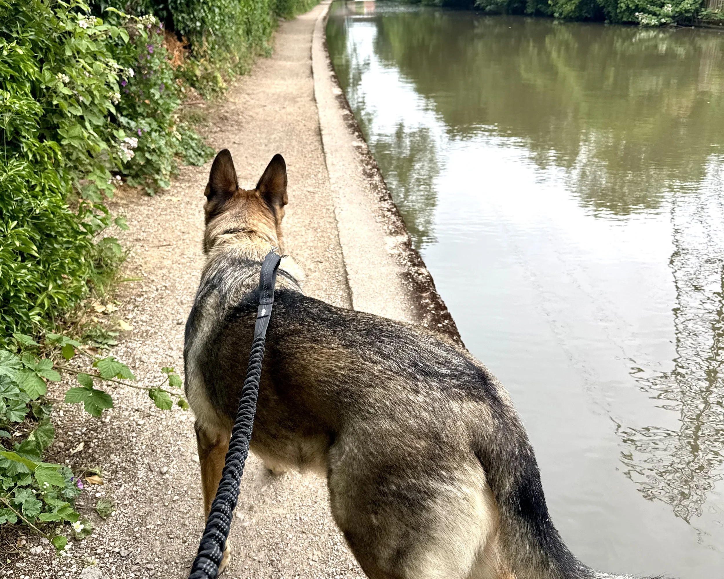 Dog on a leash walking along a narrow dirt trail beside a calm river, surrounded by lush greenery and flowering bushes.