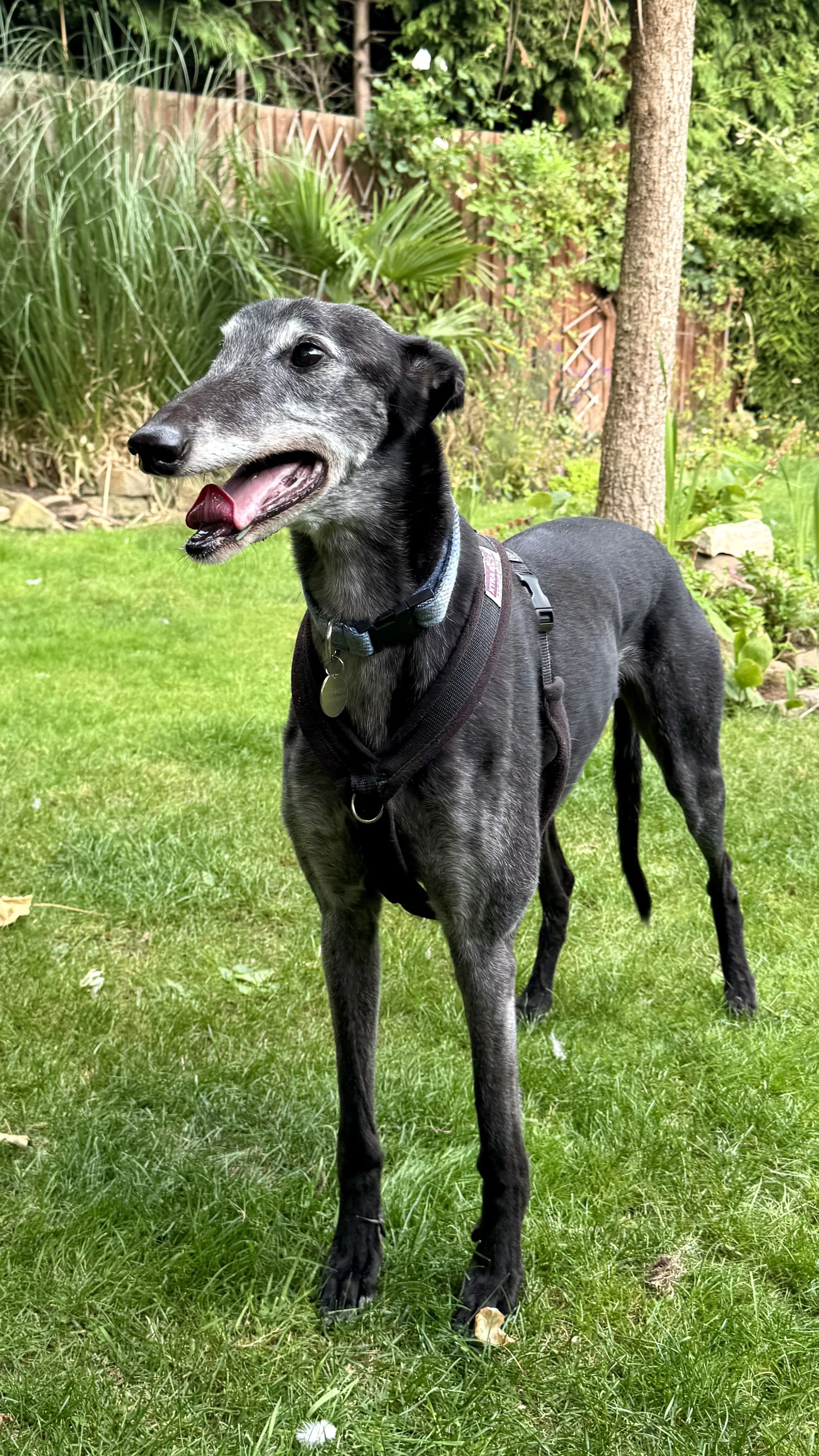 A black and gray dog with a long slender body, standing on green grass in a garden with plants, trees, and a wooden fence in the background.