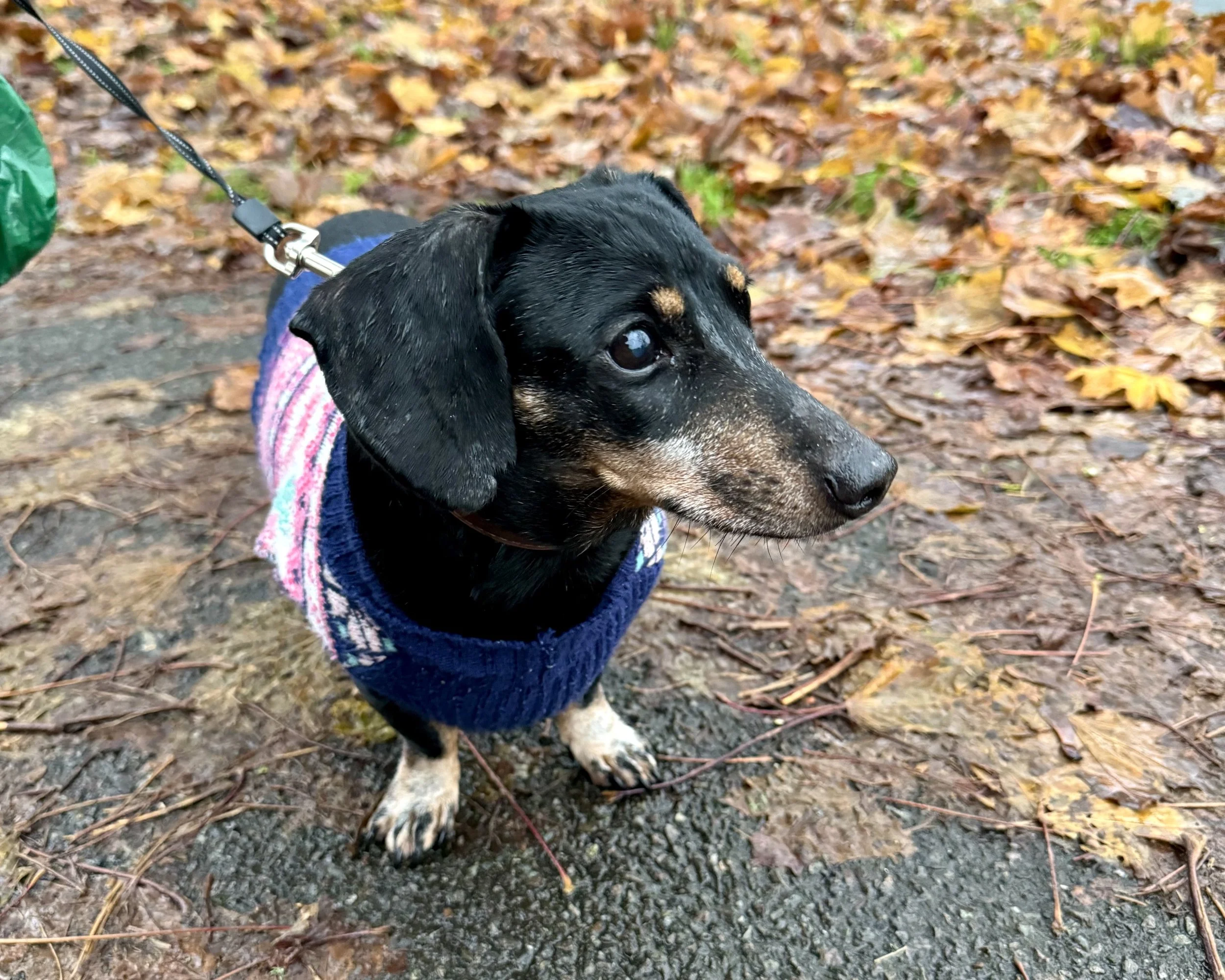 A small black and tan dachshund wearing a blue sweater and pink plaid jacket, sitting on a path covered with fallen autumn leaves.