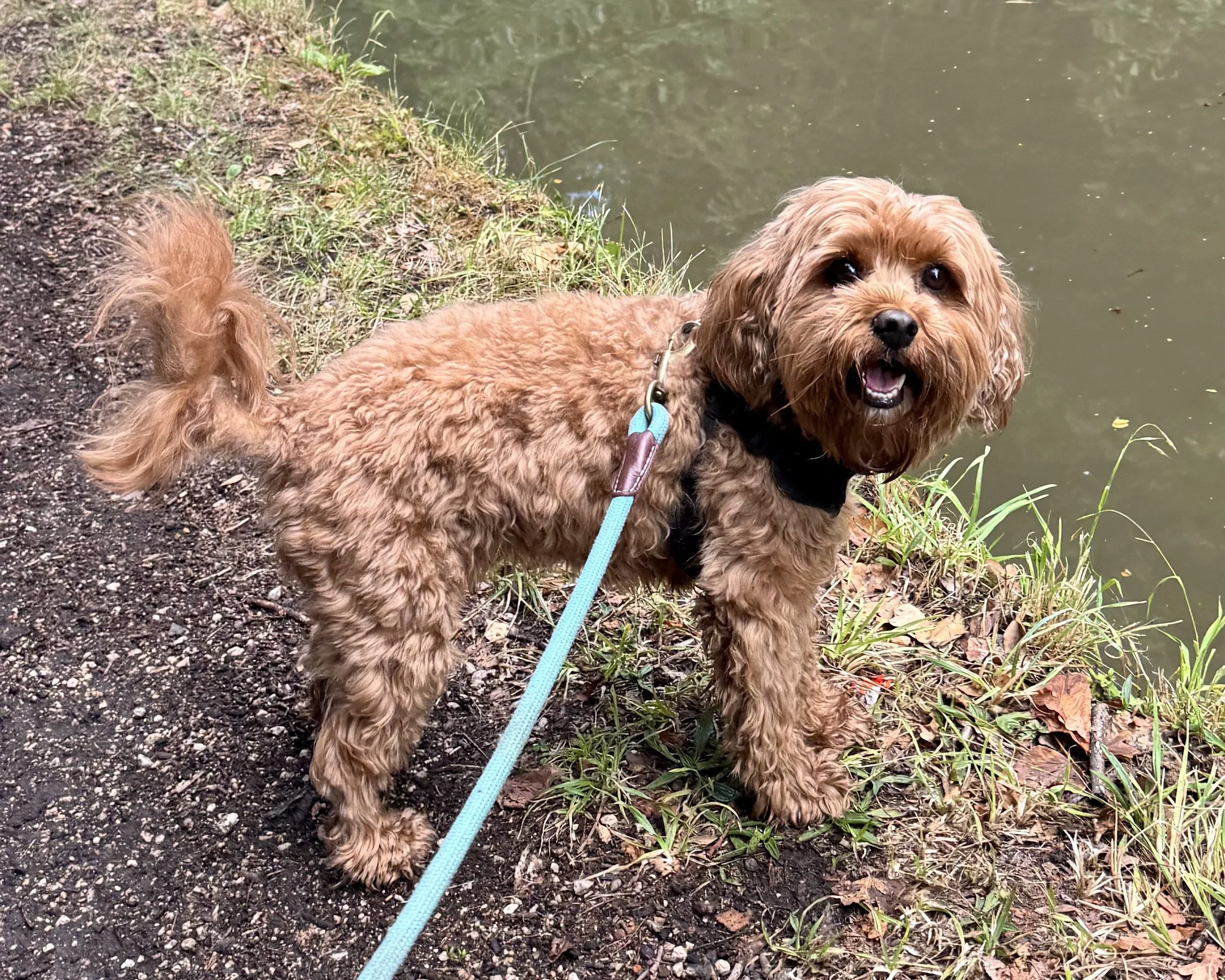 A small, curly-haired brown dog standing on a dirt path next to a body of water, looking at the camera with an open mouth, wearing a black harness and attached to a blue leash.