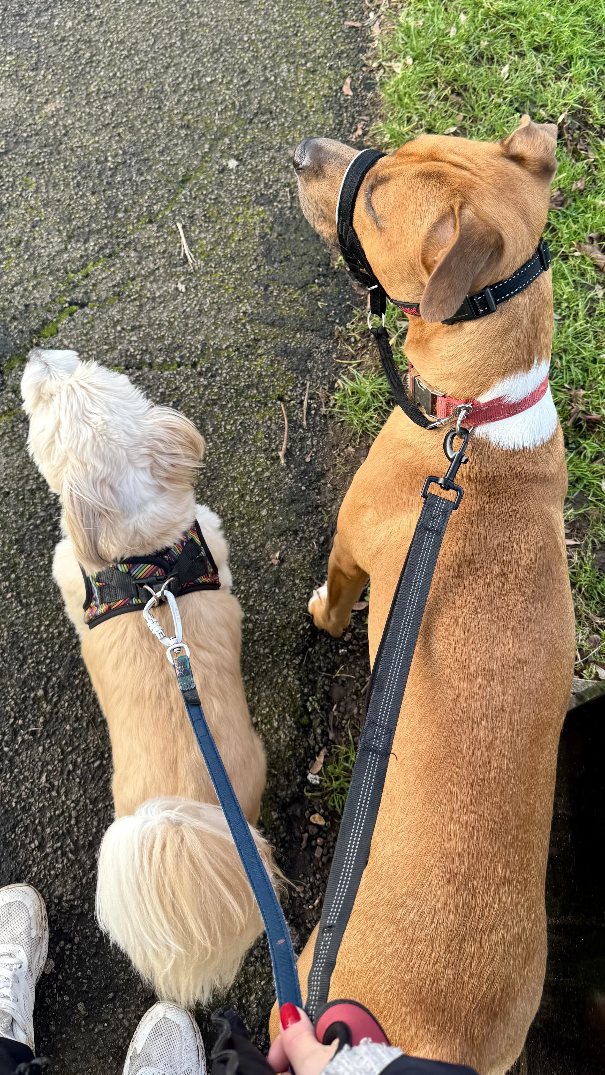 Two dogs on leashes being walked on a sidewalk with grass on one side. One is a small cream-colored dog with long fur, the other is a larger brown dog with a white patch on its neck.
