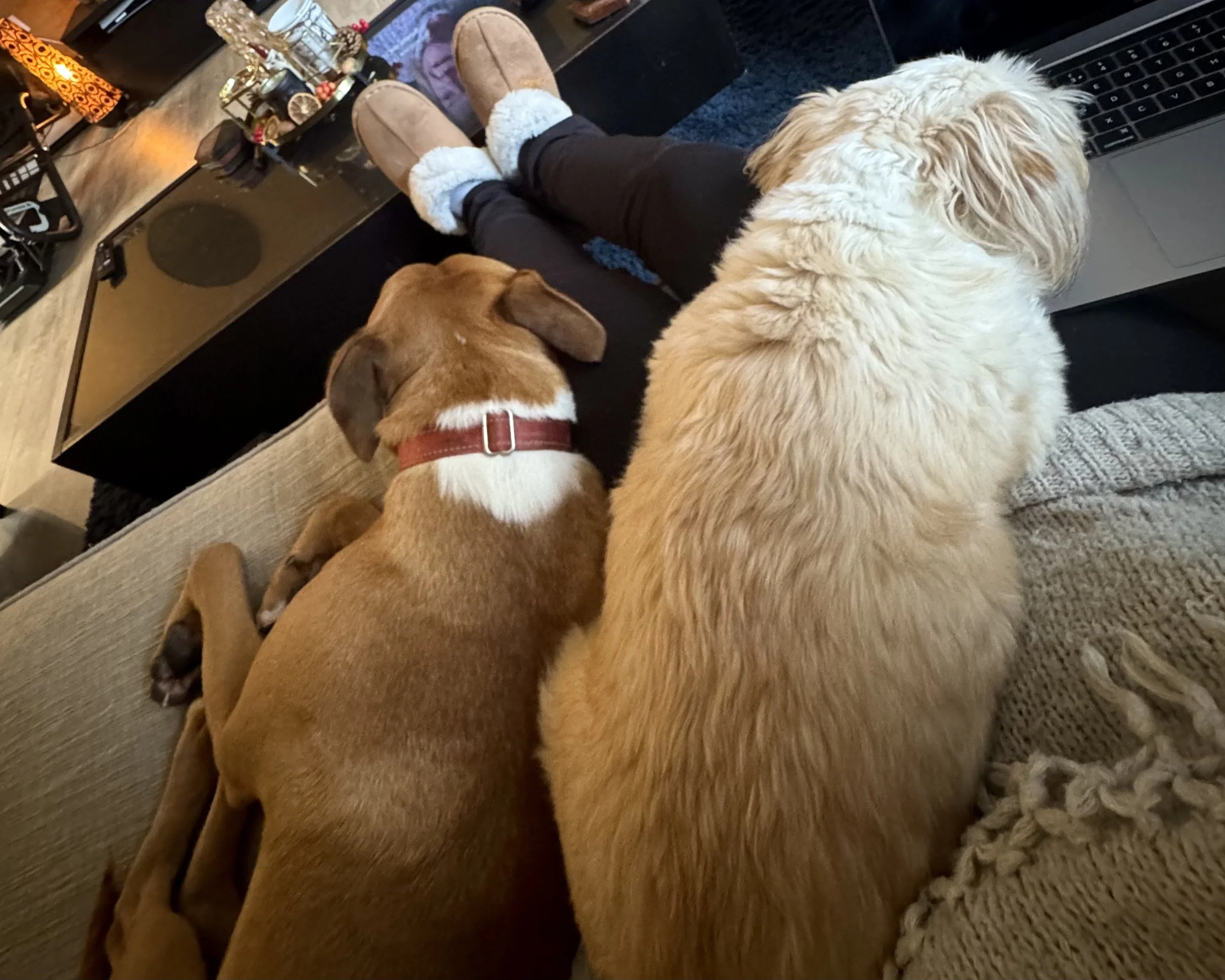 Two dogs lying on a person's lap, watching a laptop screen in a cozy living room.