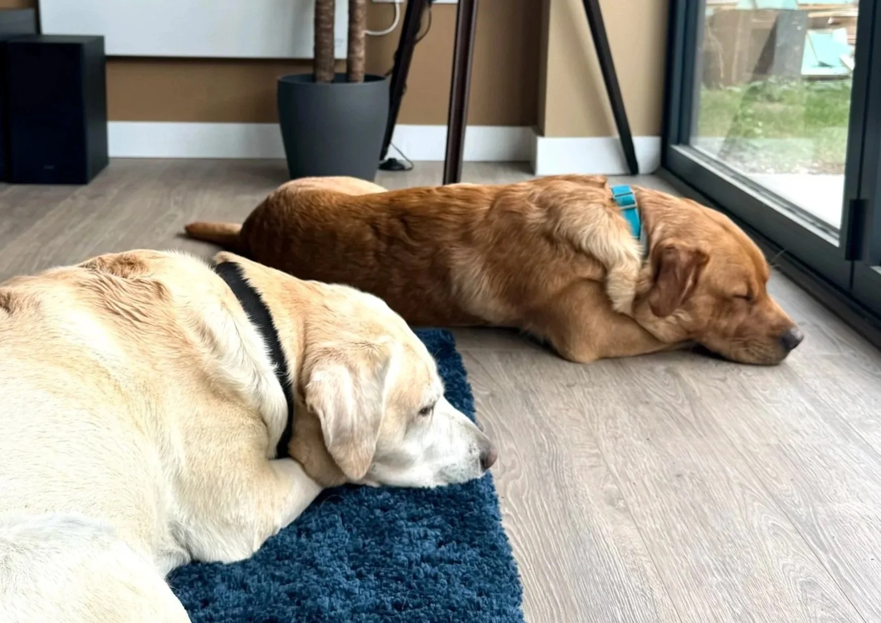 Two dogs, a yellow Labrador and a golden retriever, are lying on the floor by a sliding glass door, resting with their eyes closed.