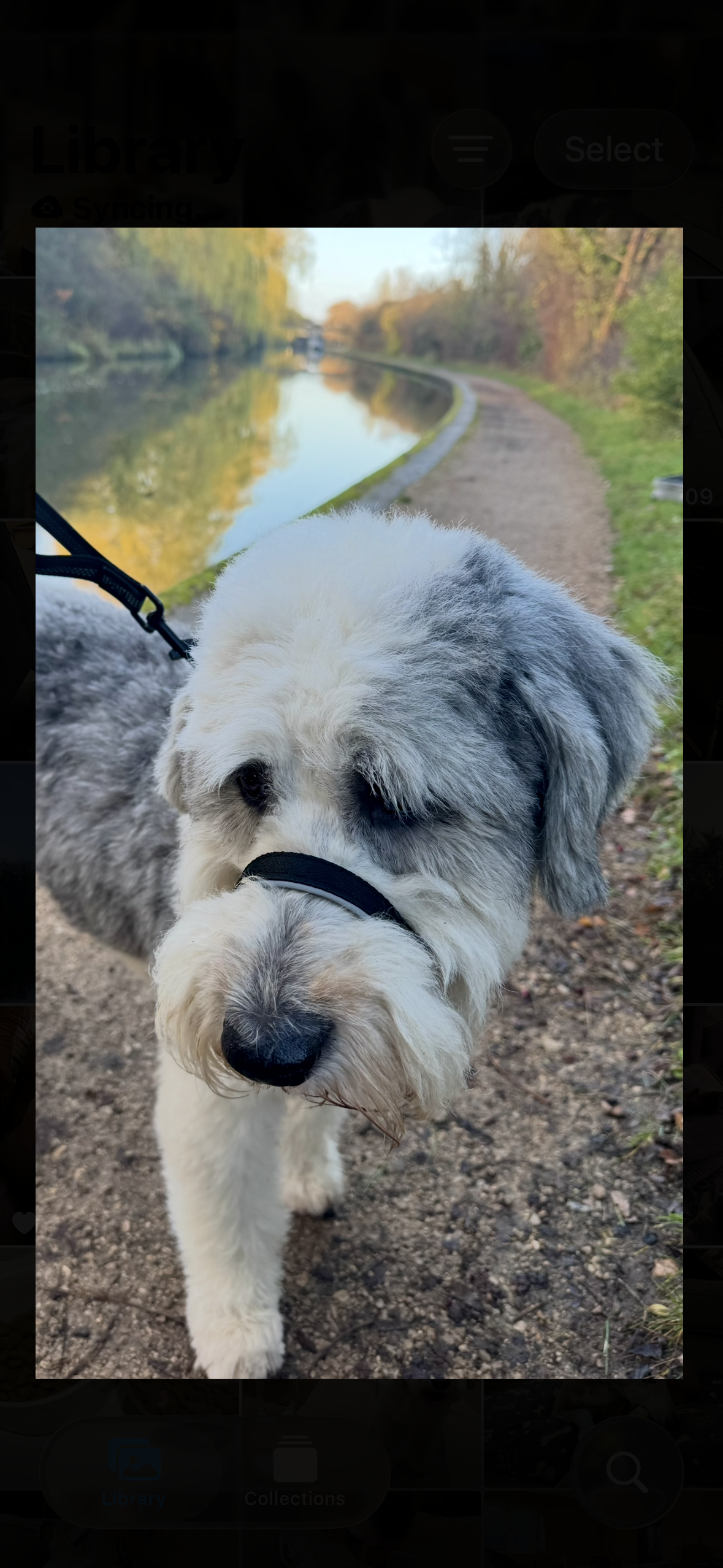 A close-up of a fluffy gray and white dog wearing a black harness, walking on a dirt path beside a calm canal or river, surrounded by trees and greenery, during what appears to be late afternoon or early evening.