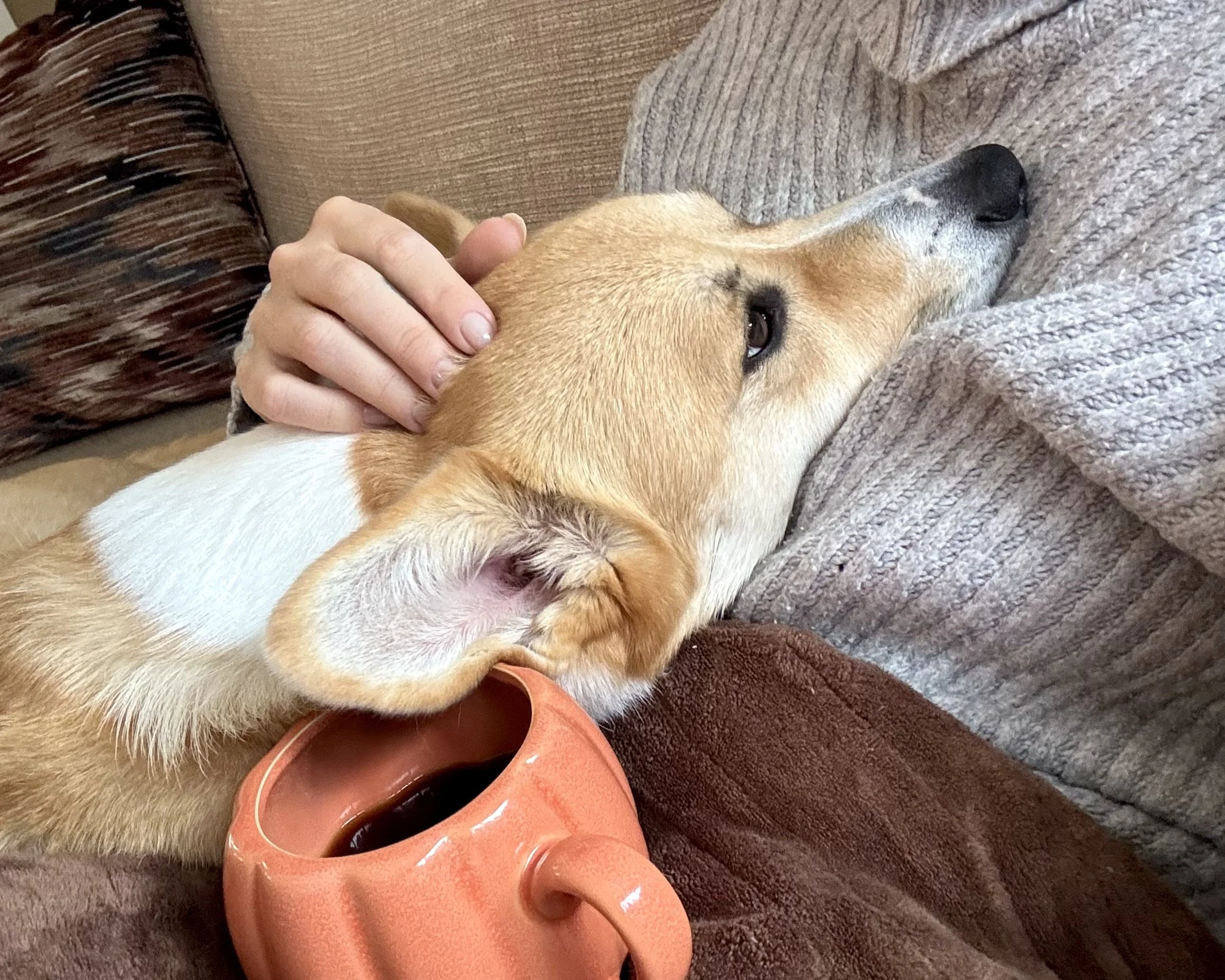 Person cuddling a relaxed beagle dog lying on a sofa, with a coffee mug nearby.