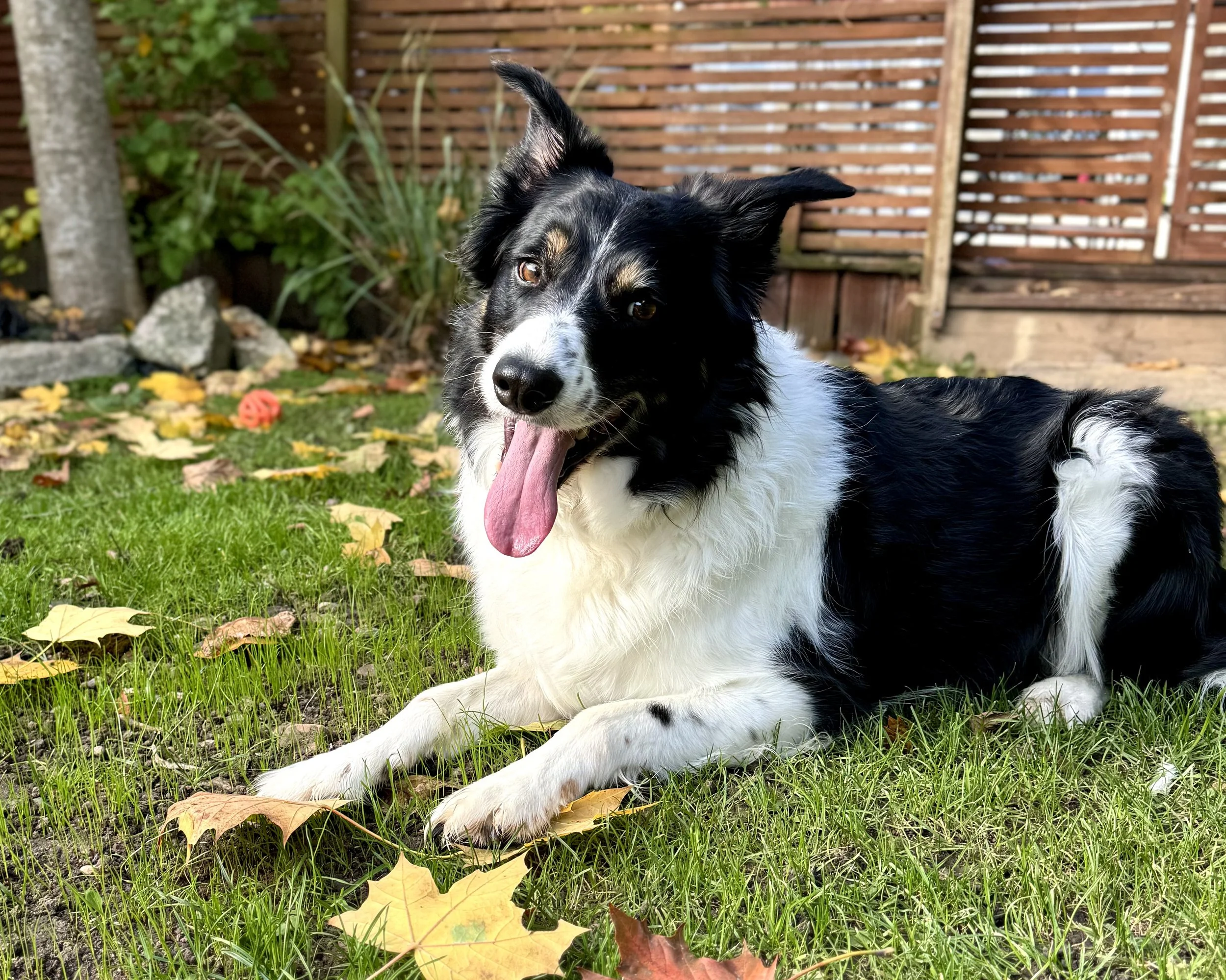 A black and white dog lying on green grass with fallen autumn leaves, in a backyard with a wooden fence and plants in the background.