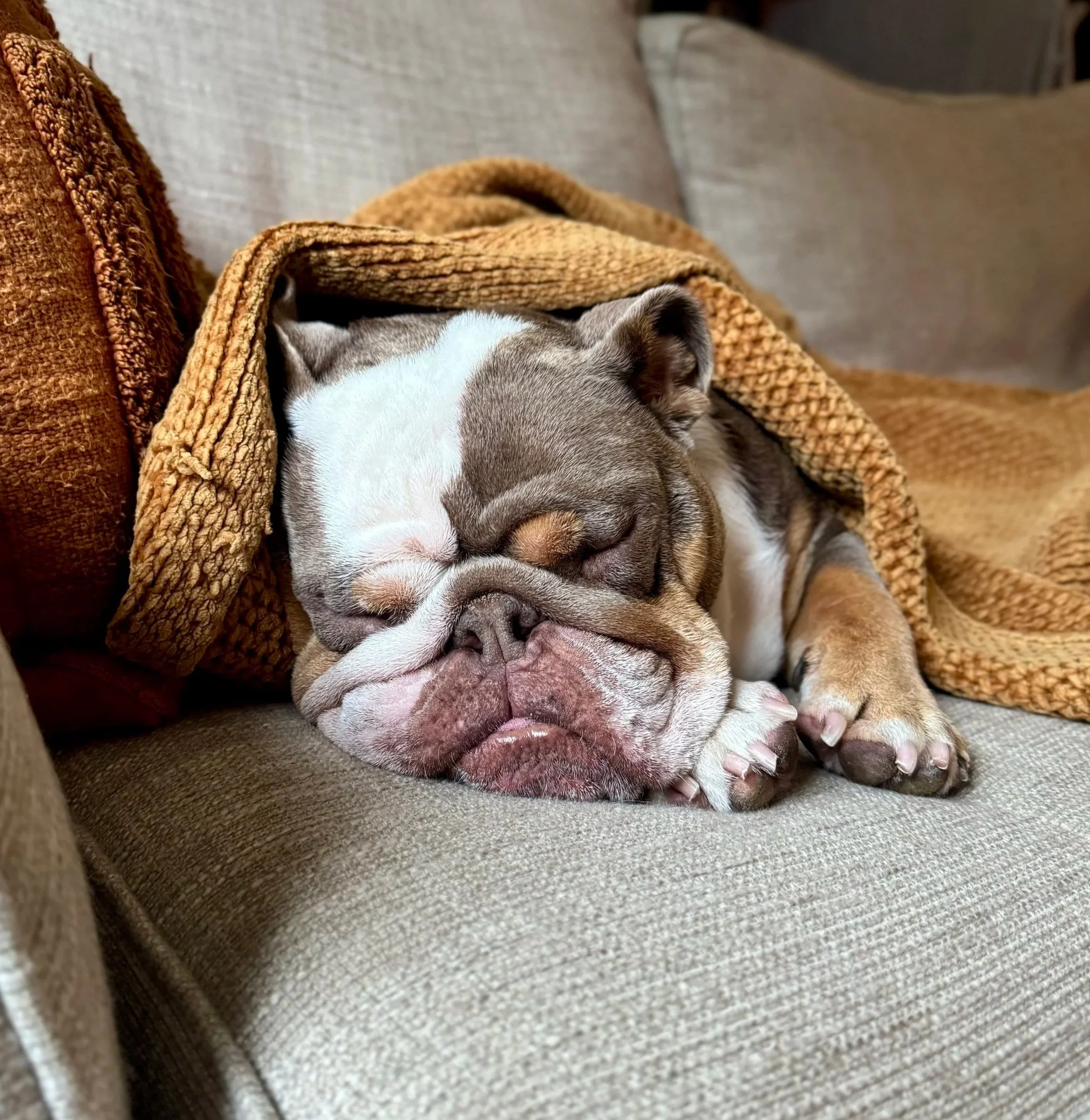 A sleepy bulldog puppy sleeping on a beige couch, partially covered with a brown blanket.
