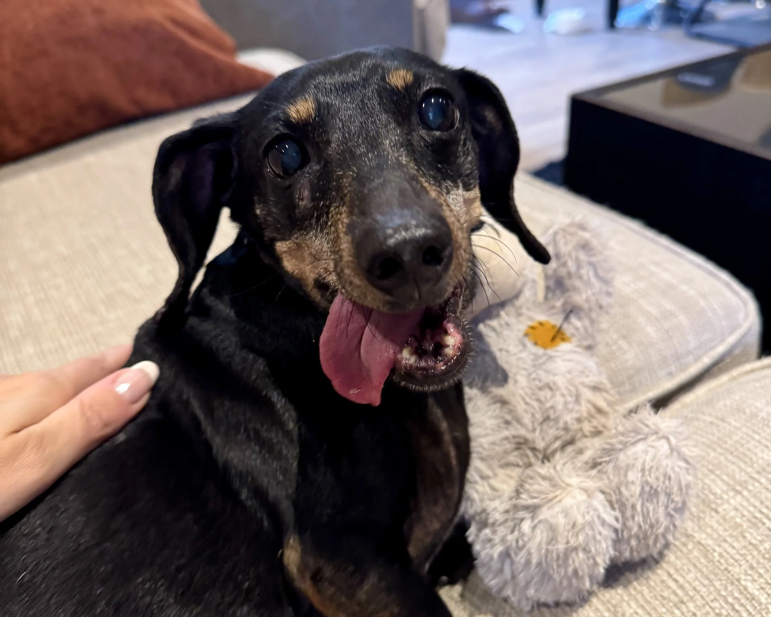 Close-up of a black and tan dog with its mouth open and tongue out, sitting on a beige couch with a gray plush toy nearby.