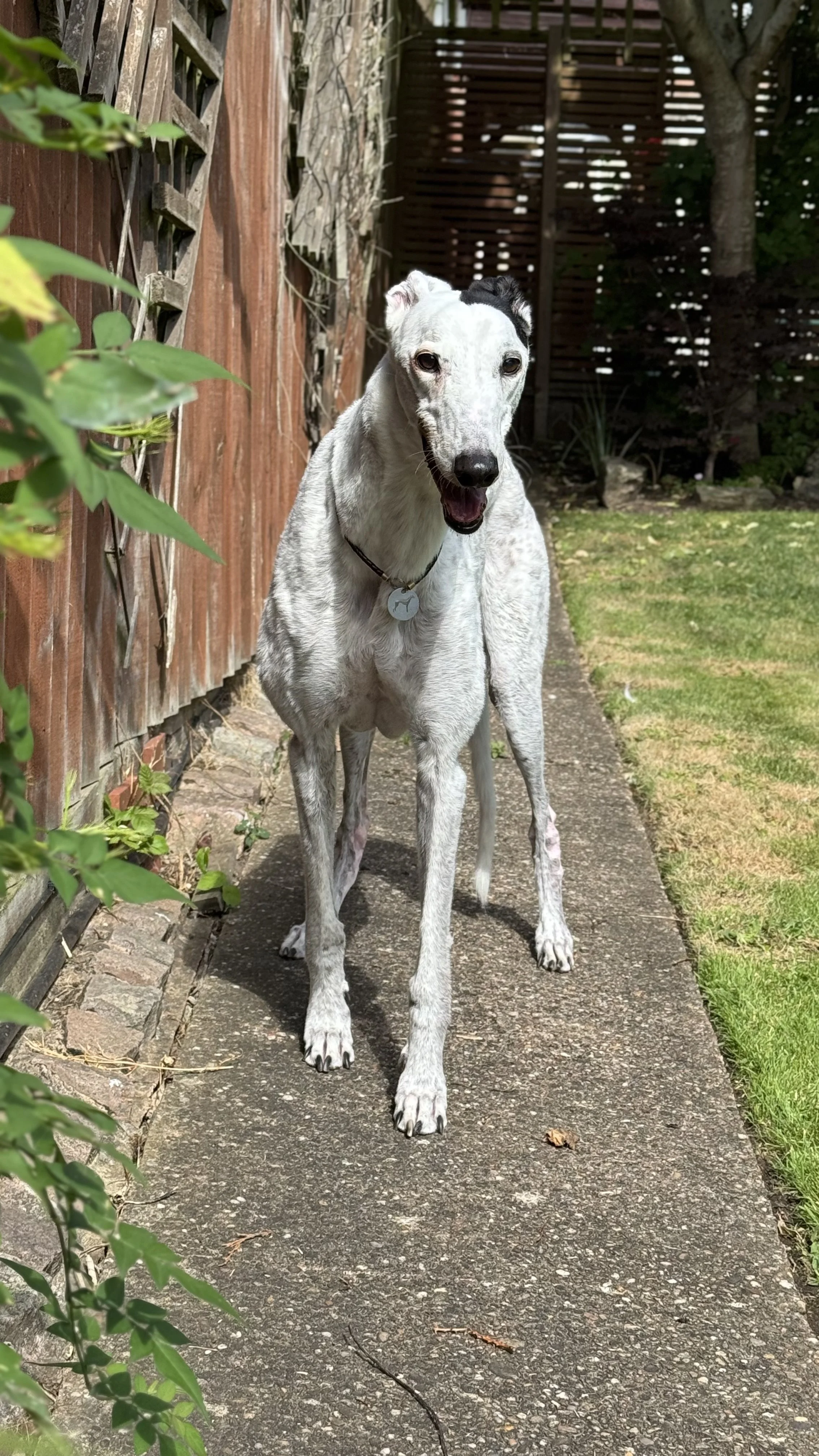 A white dog with black markings on its head standing on a sidewalk next to a wooden fence, with green shrubs and grass in the background.