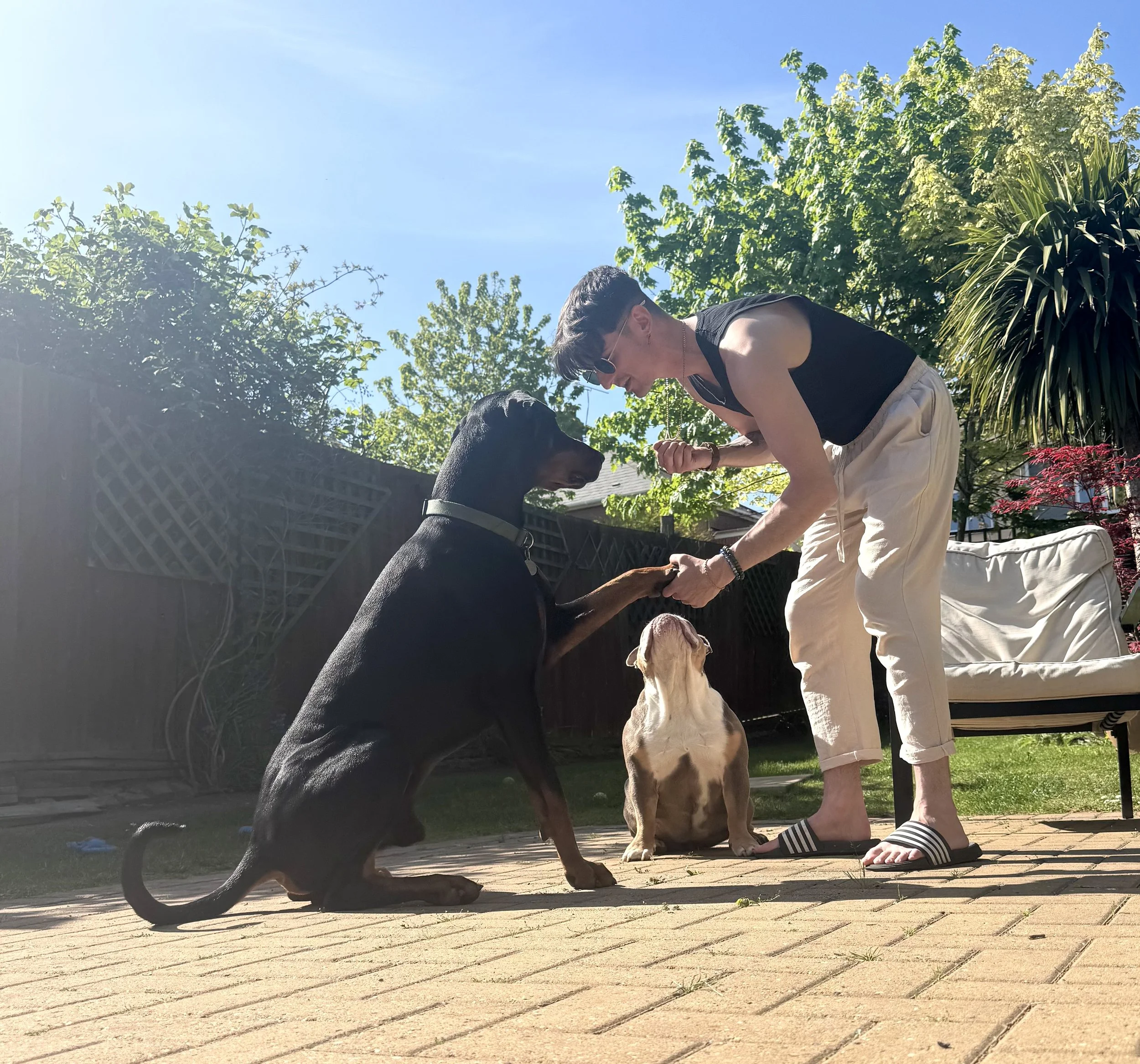 A person with sunglasses and light-colored pants is playing with two dogs outside on a sunny day, standing on a brick patio with a garden and trees in the background.