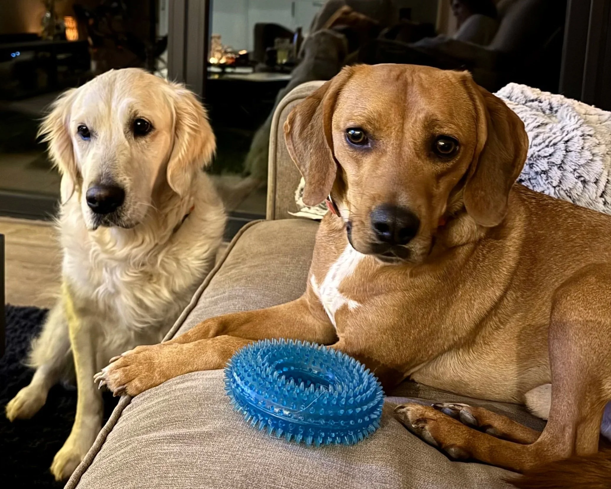 Two dogs, a golden retriever and a brown hound, sitting on a couch near a blue rubber chew toy, with people and a fireplace visible in the background.