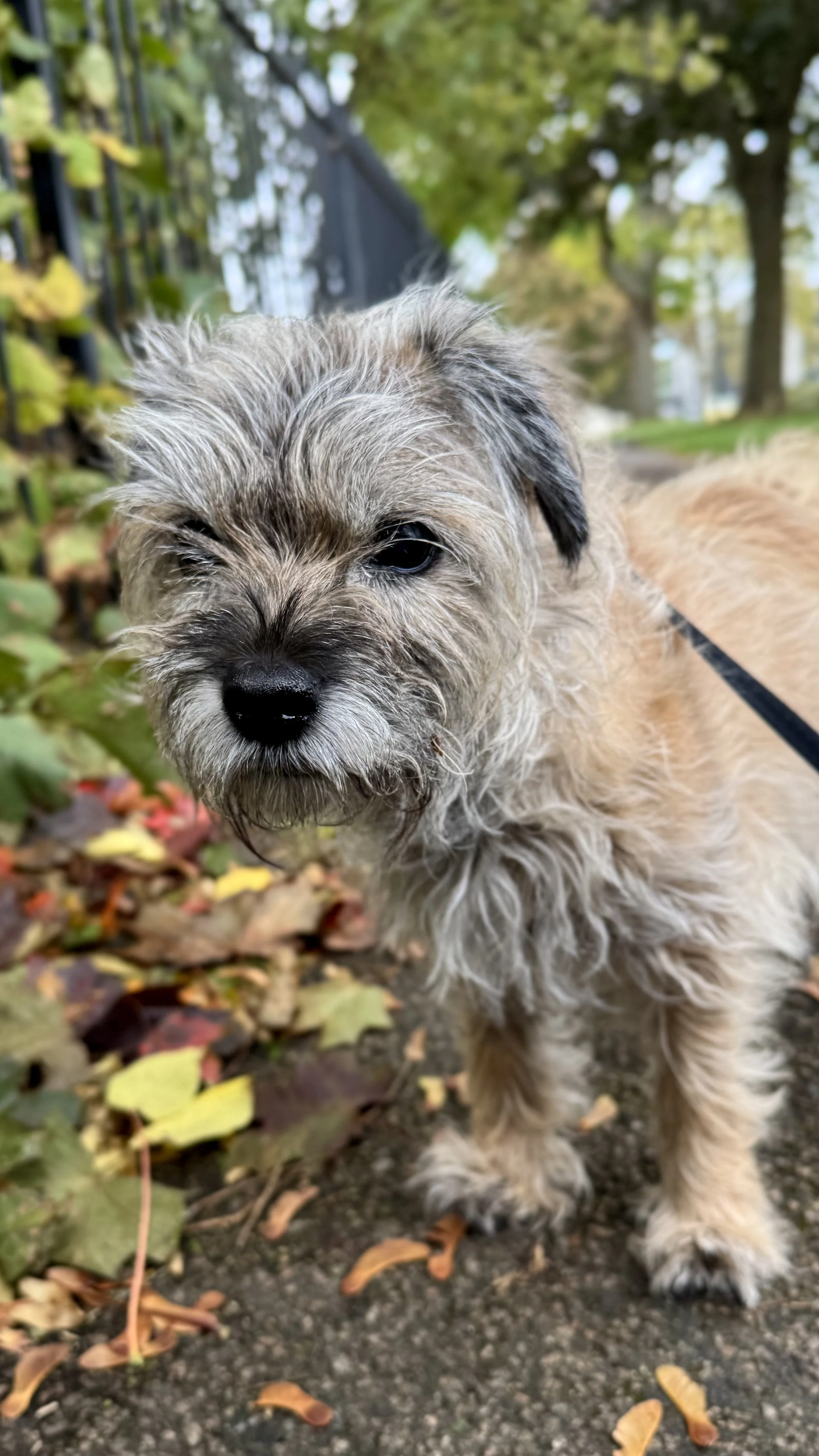 A young, fluffy, tan and gray puppy standing on a paved path surrounded by fallen autumn leaves, with trees and a fence in the background.
