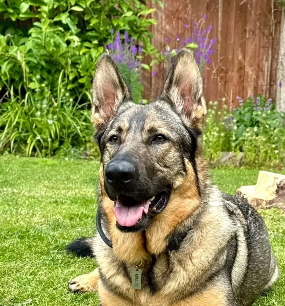 A German Shepherd dog lying on grass in a garden with green plants and purple flowers, and a wooden fence in the background.