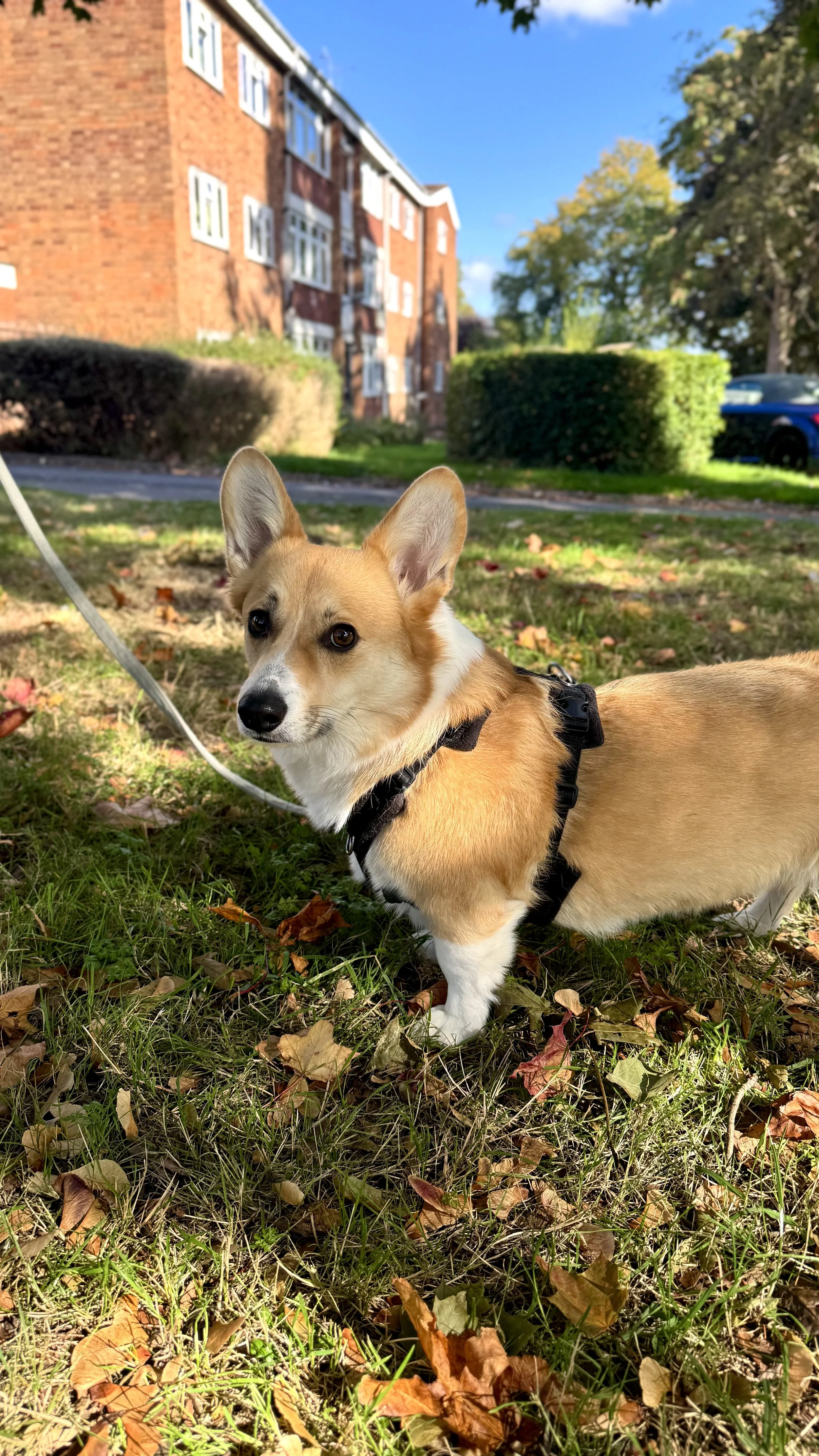 A cute dog with a harness standing on grass with fallen leaves in a residential area on a sunny day.