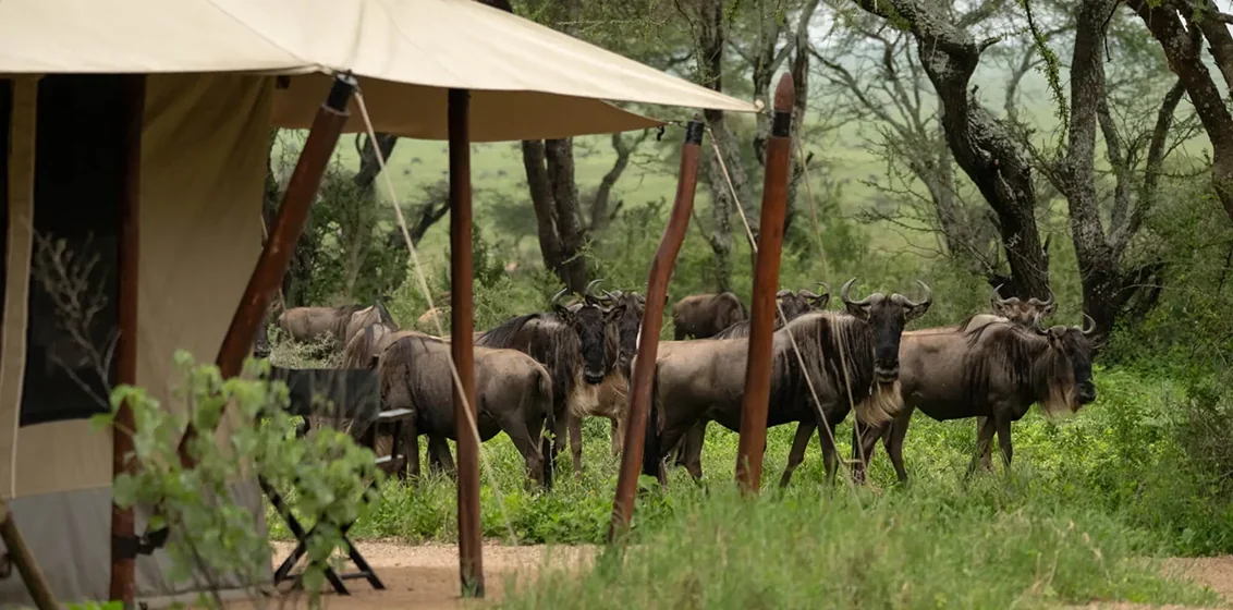 AN_TI_AubergeSafari_ClosingStack_02_1080x1080.webp