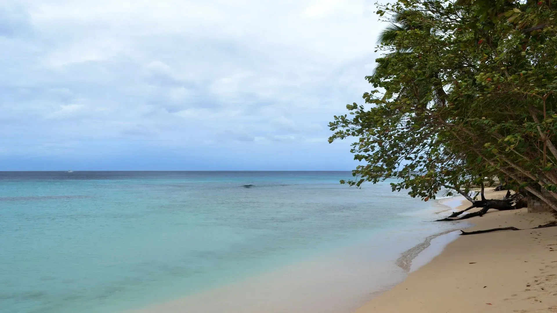 A quiet stretch of pale Caribbean sand and turquoise shallows in soft winter light, empty of people.