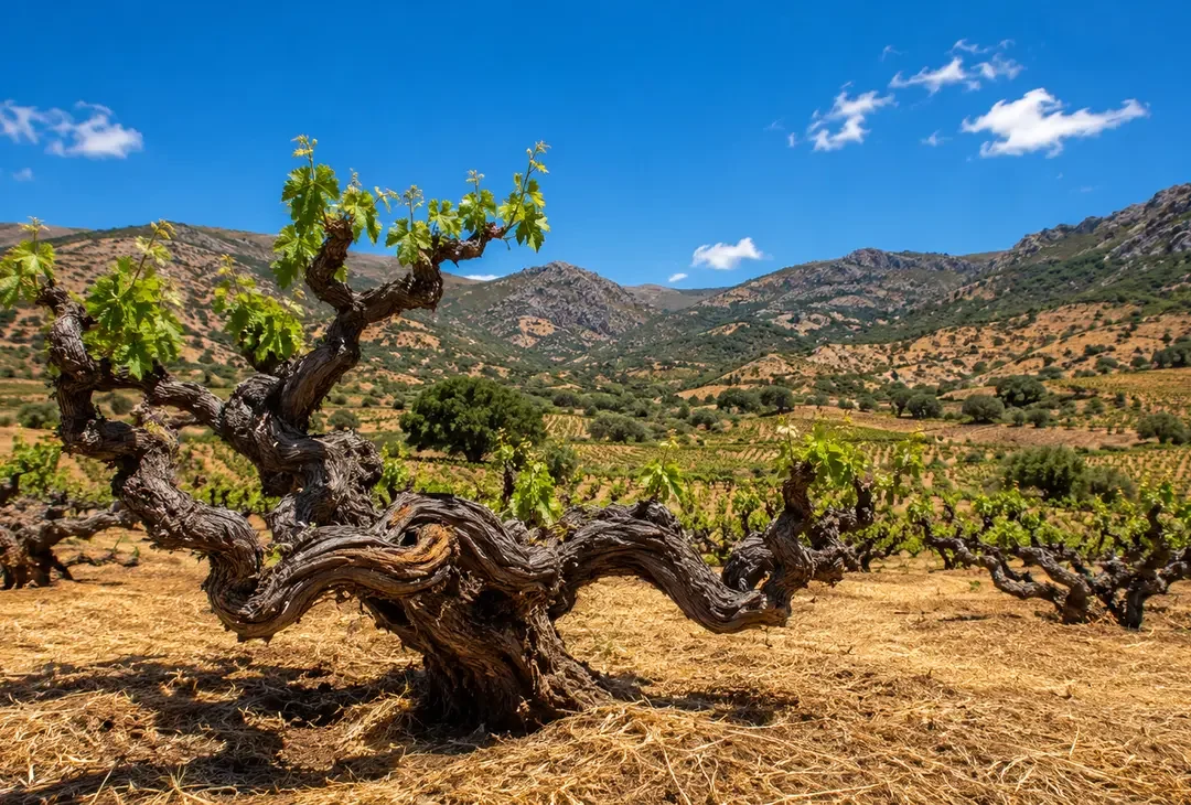 Gnarled old bush-vine trunks low to dry, sun-warmed soil, green leaves catching the light above.