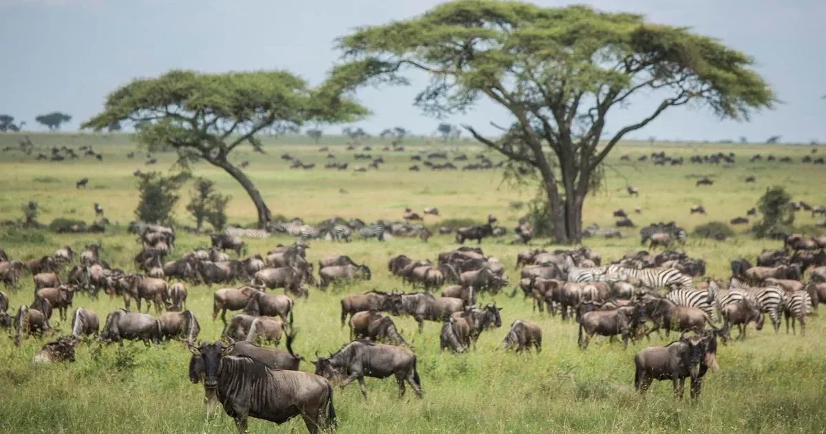 Wildebeest grazing on the open short-grass plains of the southern Serengeti under a wide sky.
