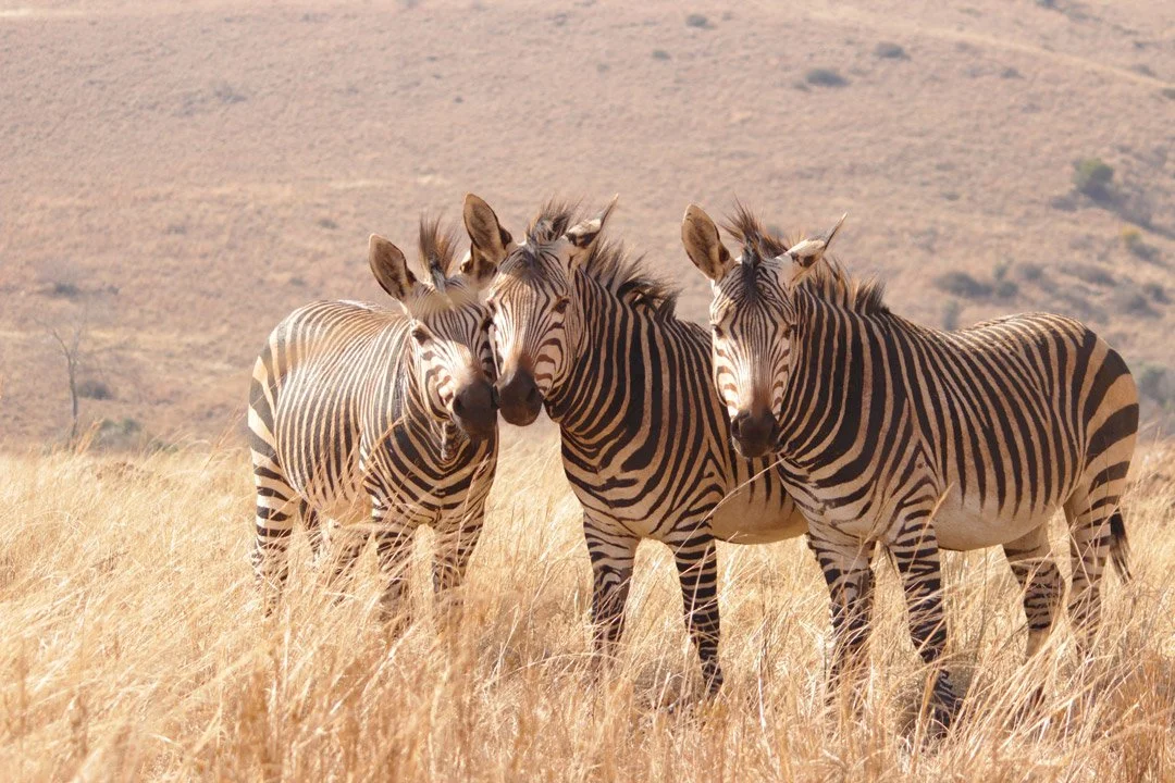 Safari iamge of three Zebra standing together in South Africa.