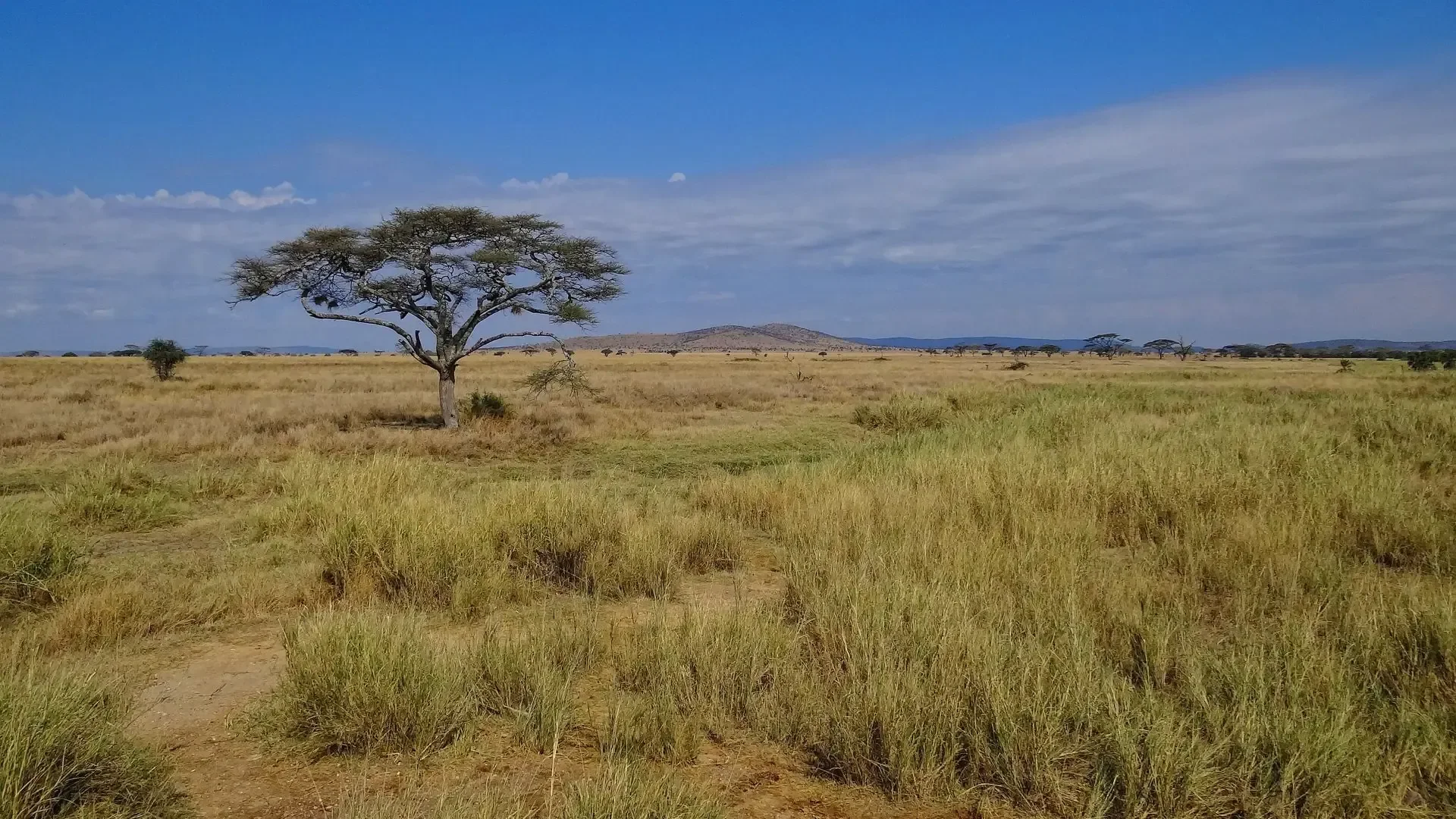 Wide view across the open plains of the southern Serengeti, acacia trees scattered under a vast sky.
