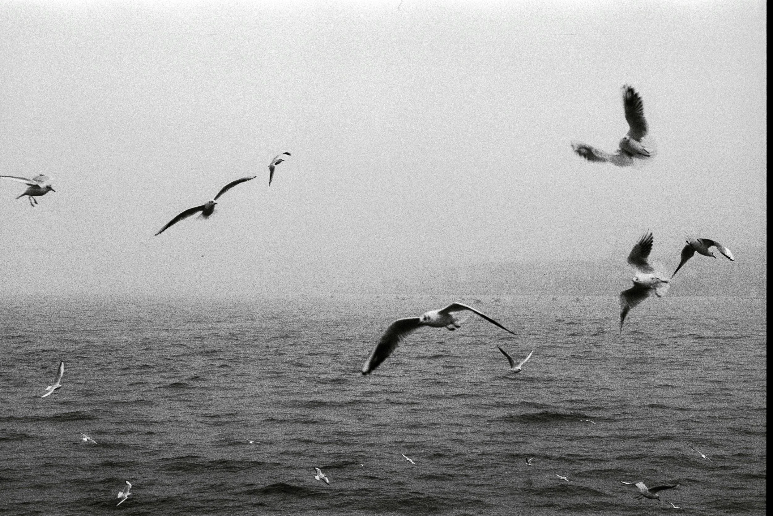 Black and white photo of seagulls flying over a body of water, with waves visible on the surface.