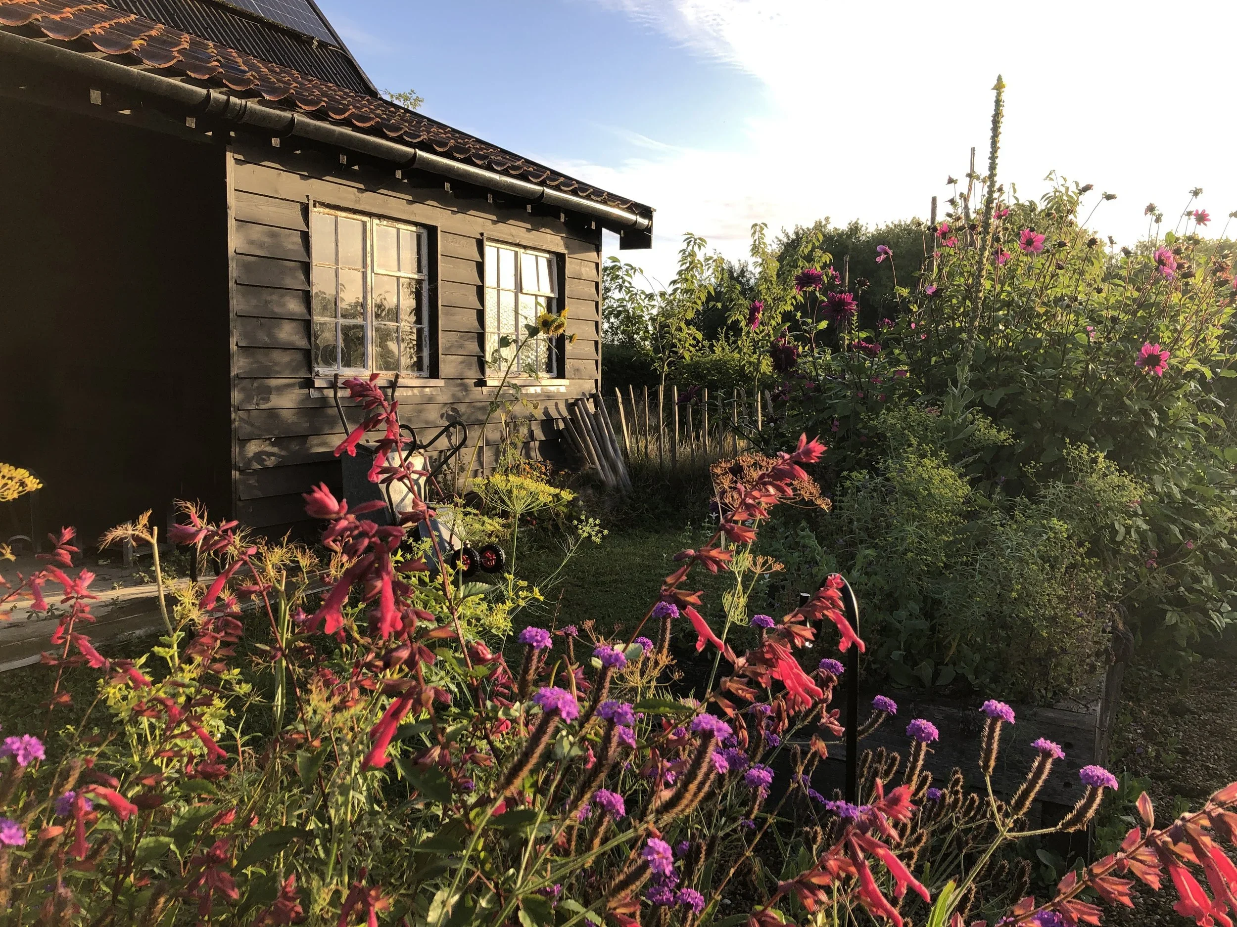 A rustic wooden shed surrounded by colorful flowers in a garden during sunset.