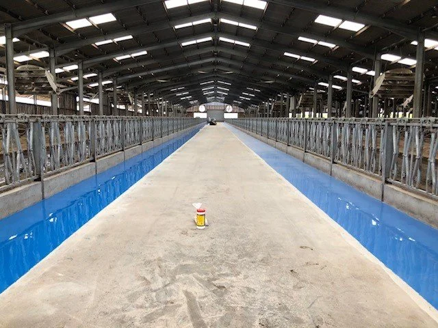 Interior of a dairy farm barn with a central concrete aisle, metal railings on each side, and a blue lined drainage system, with a small container placed on the aisle.Resin floors The Wye Valley, Herefordshire, South Wales, West Midlands,bristol