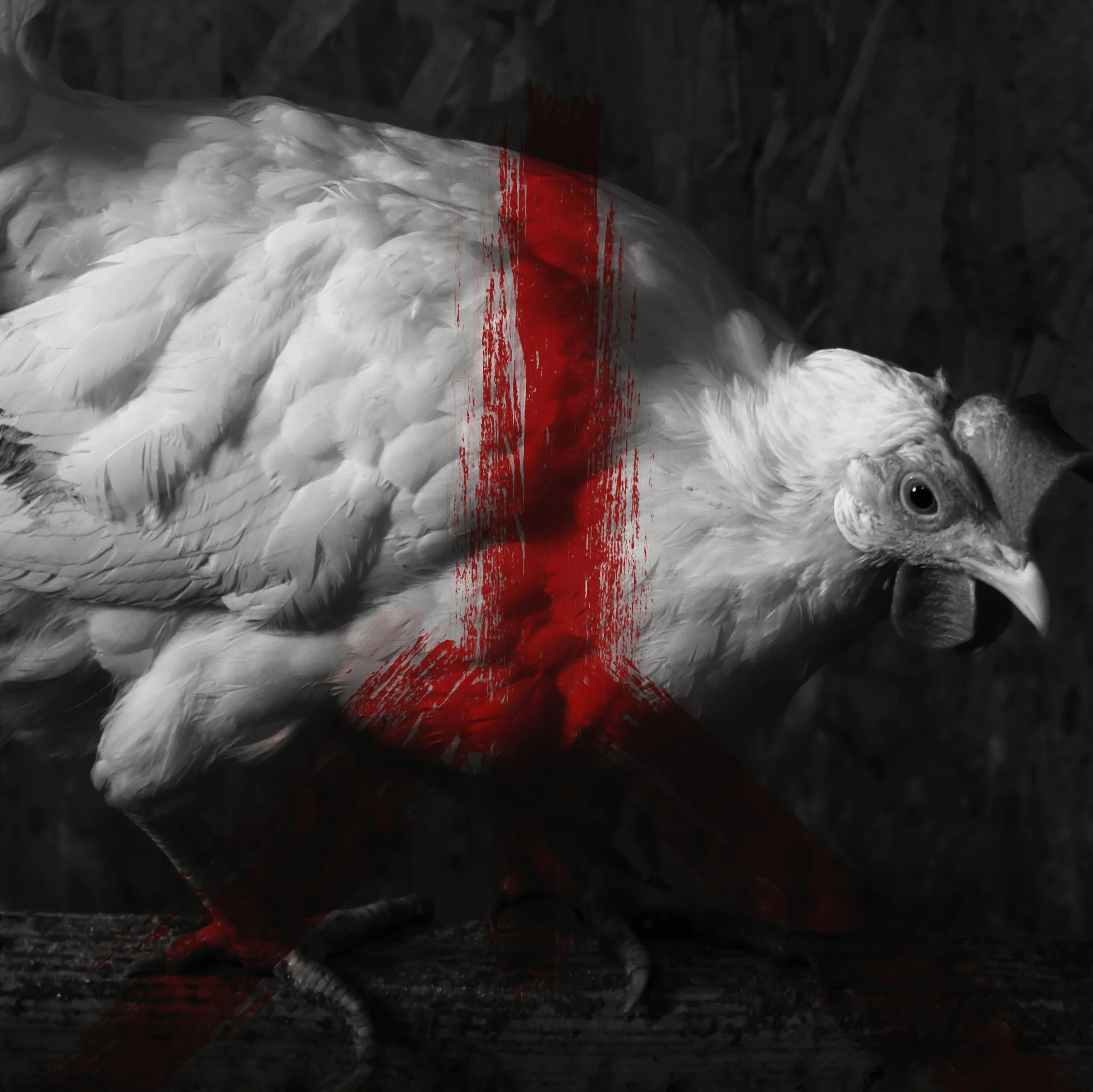 Black and white photo of a chicken with a bloody red cross overlayed on its body