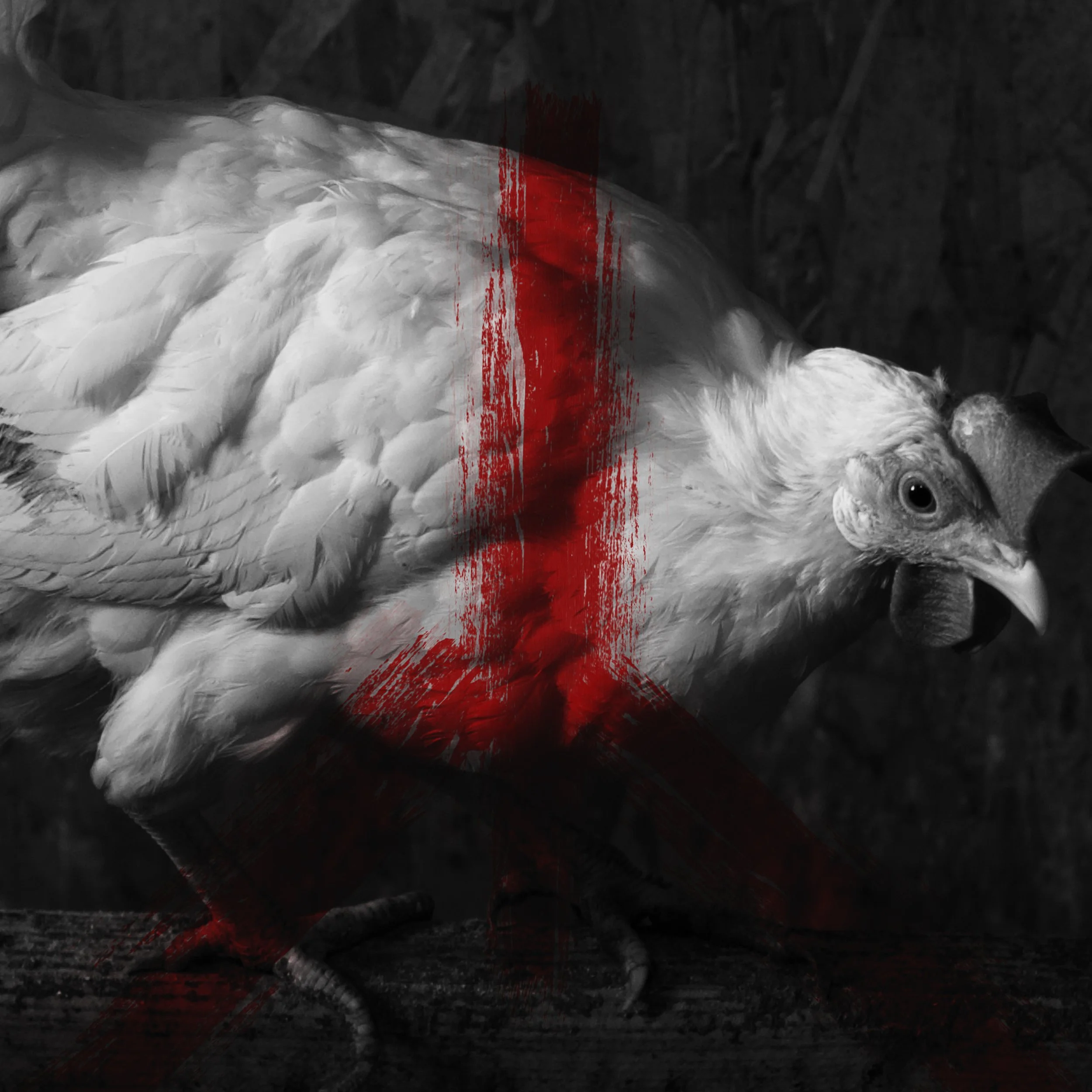 Носитель мира