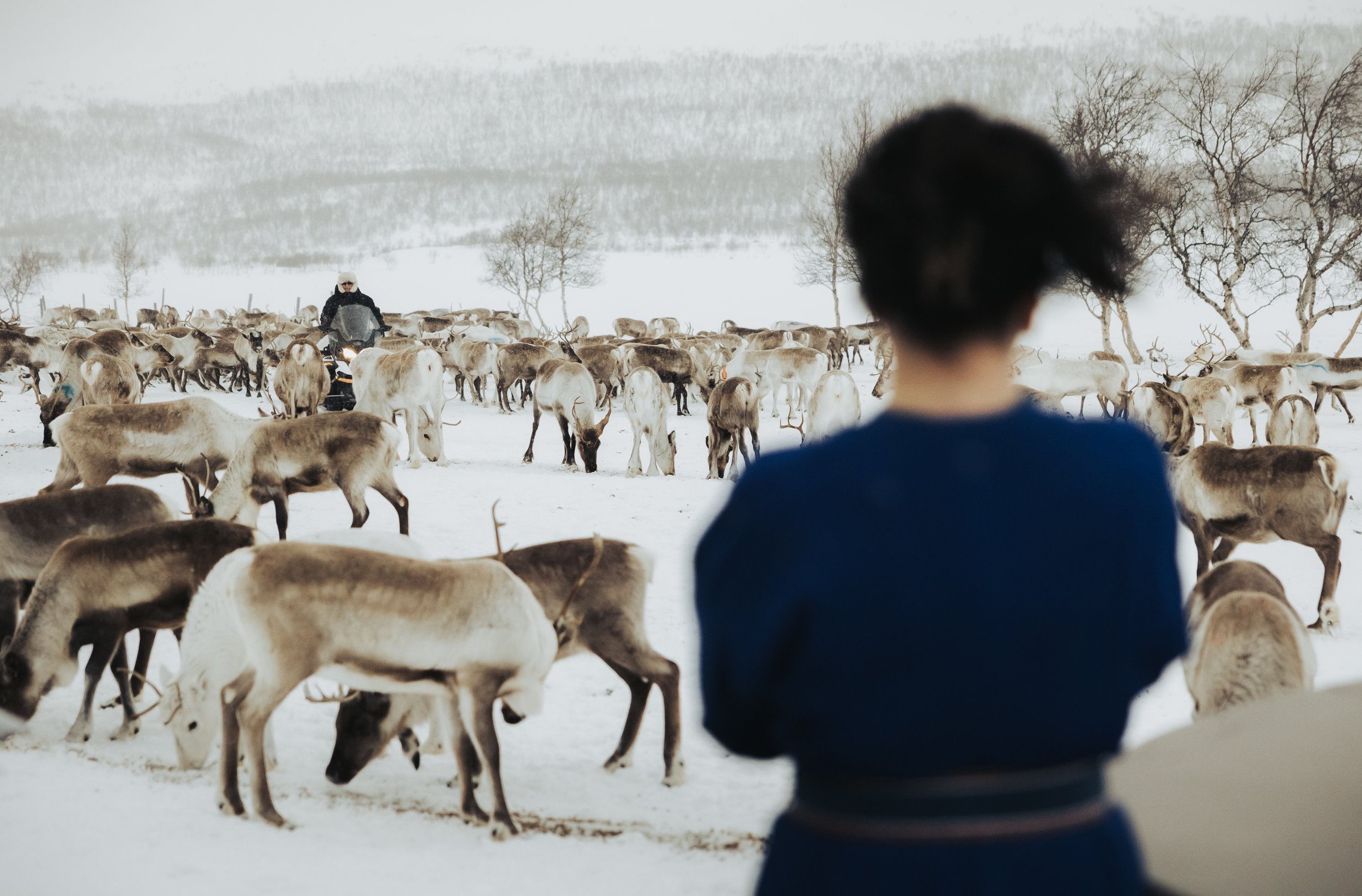 Private Arctic Lapland experience with exclusive wilderness setting