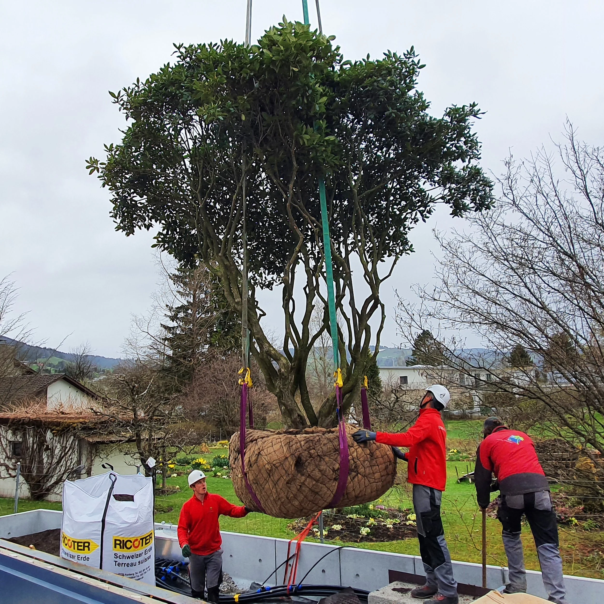 Menschen bewegen einen großen, gepflanzten Baum mit Hebezeugen während der Arbeit im Garten. Es ist bewölkt und es gibt weitere Gärtner und Werkzeuge im Hintergrund.