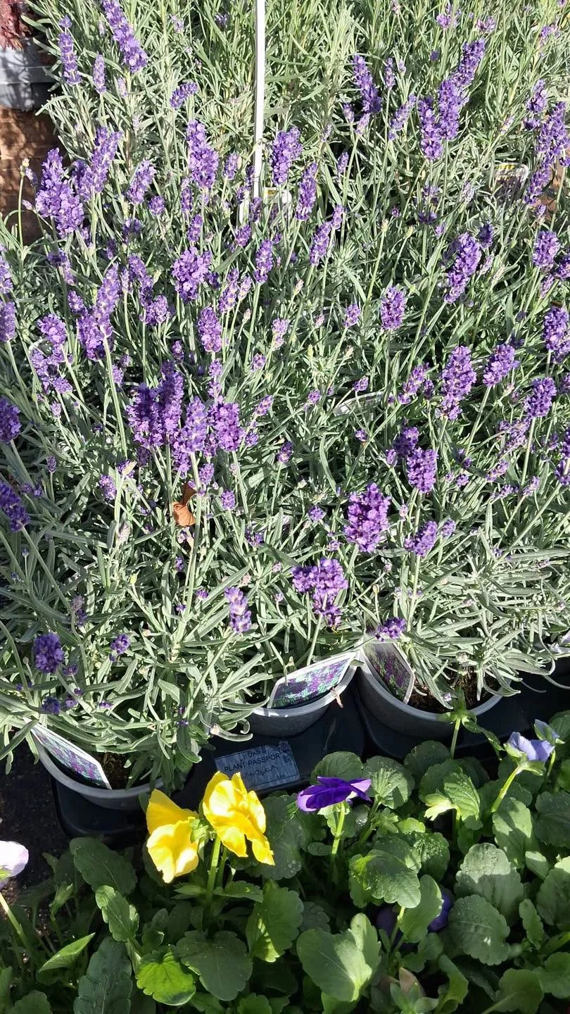 Purple lavender in pots