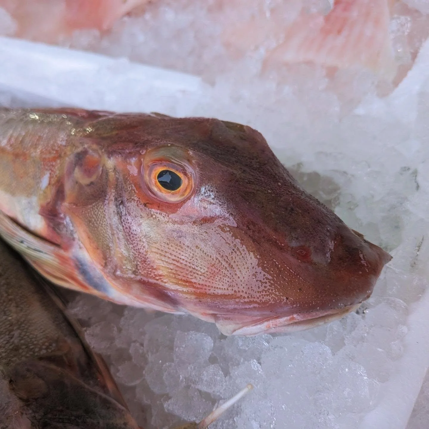 Red Gurnard