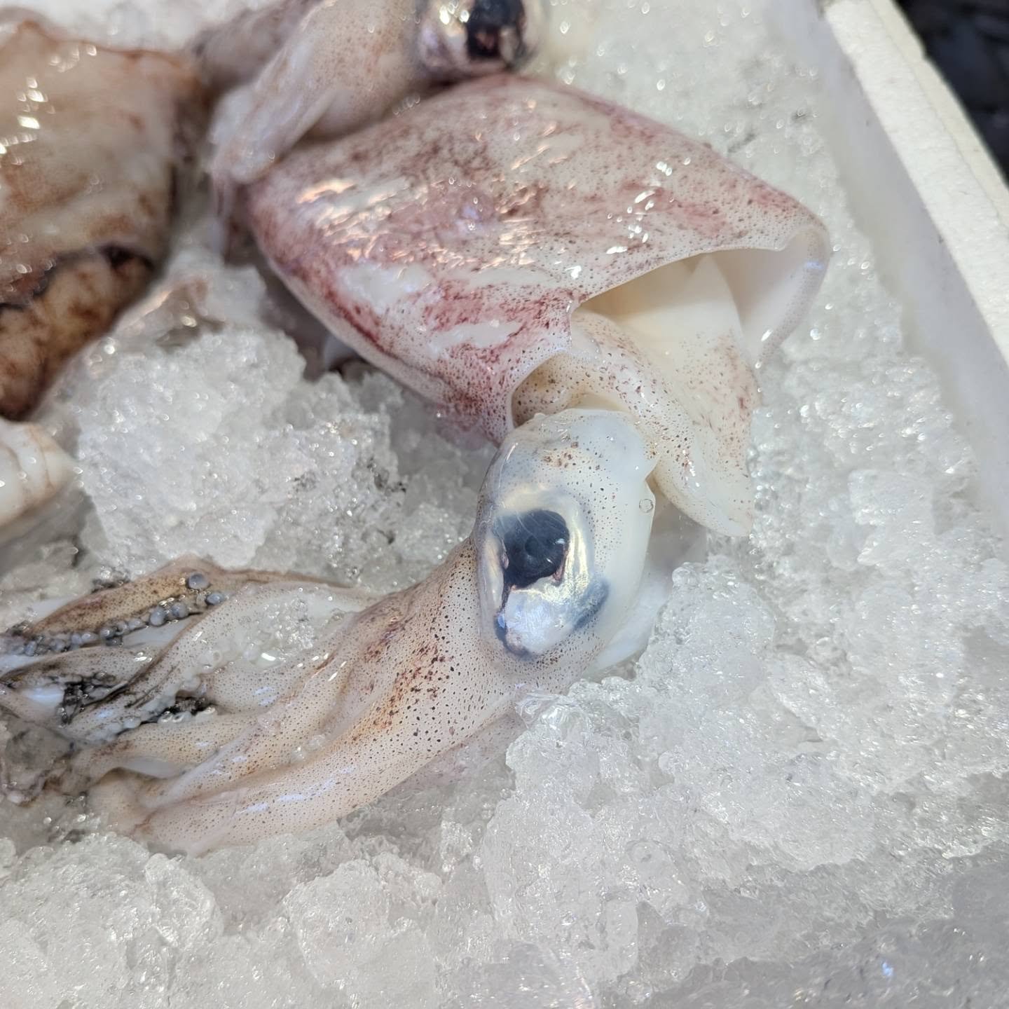 Squid